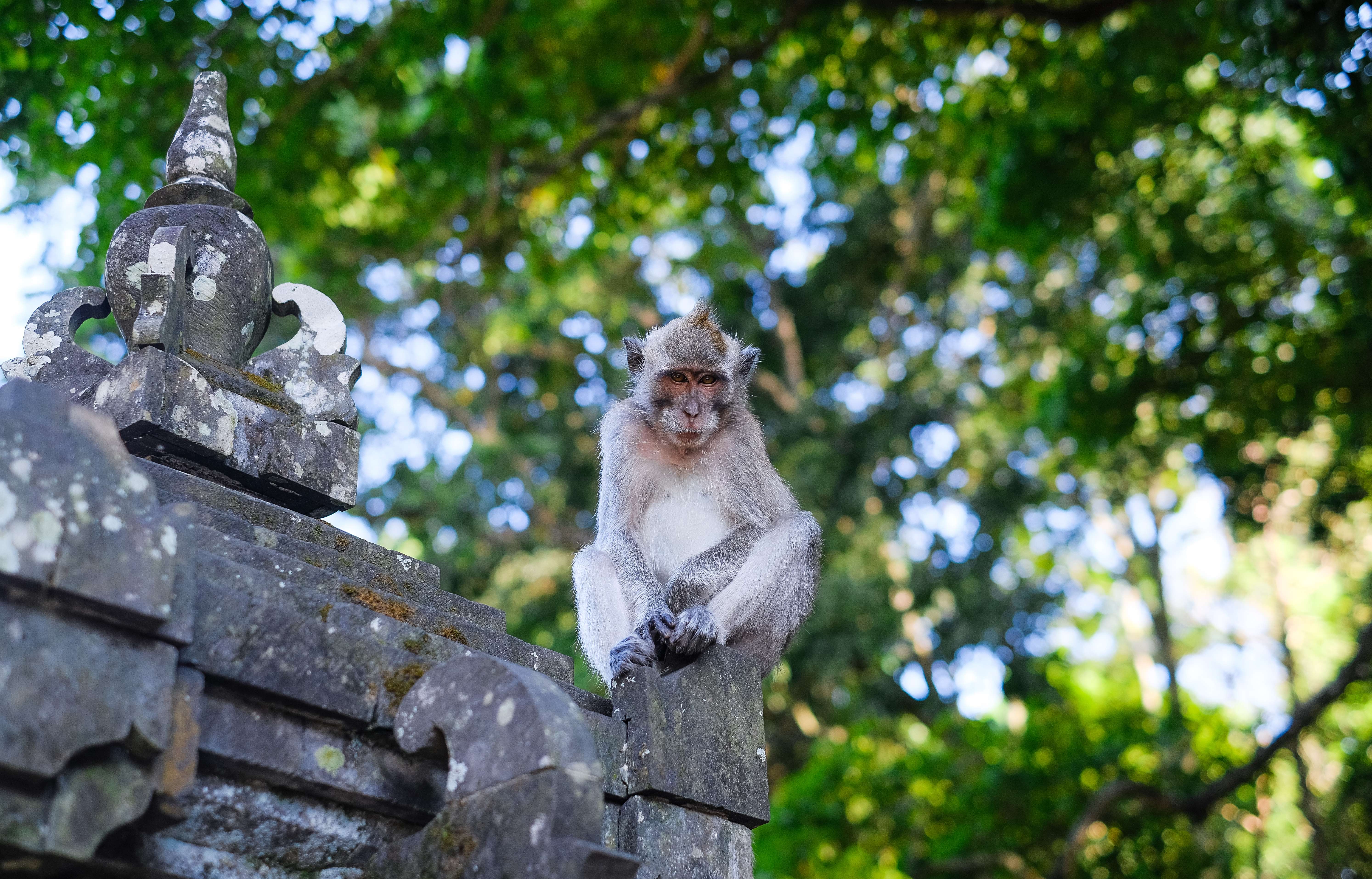 Alas Kedaton Monkey Forest in Bali
