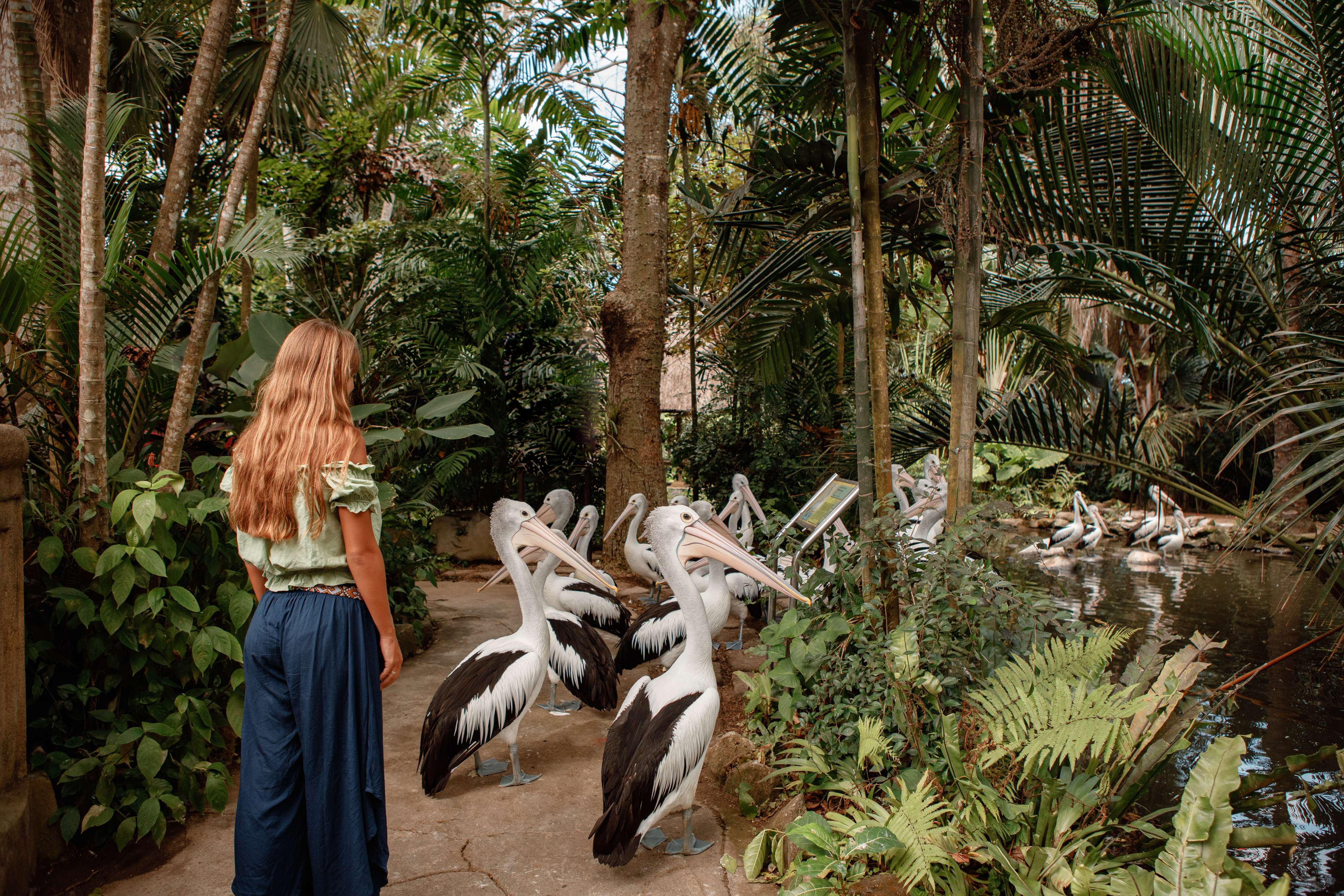 Bali Bird Walk in Ubud