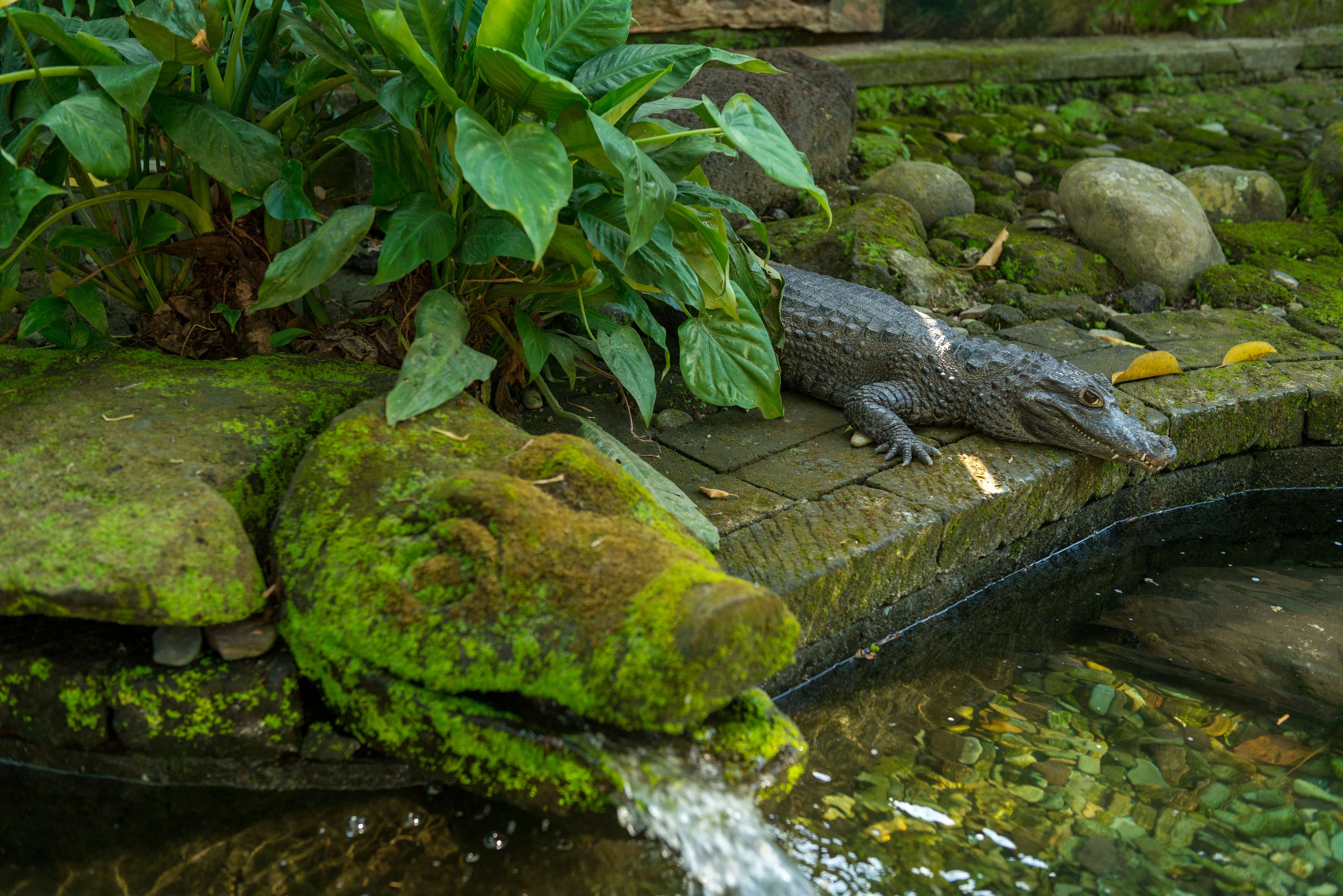 Bali Bird Park & Reptile Park