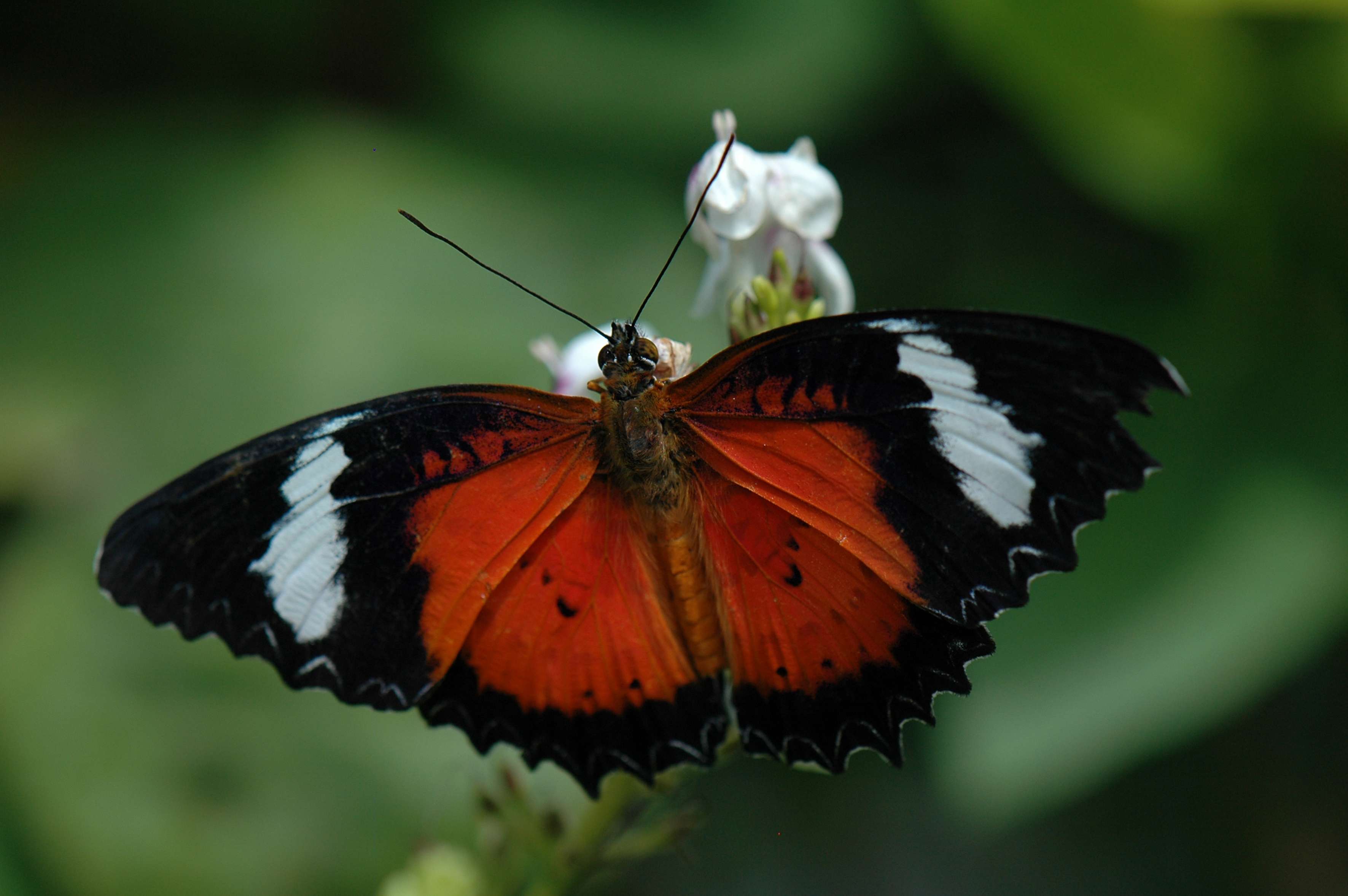 Kemenuh Butterfly Park in Bali