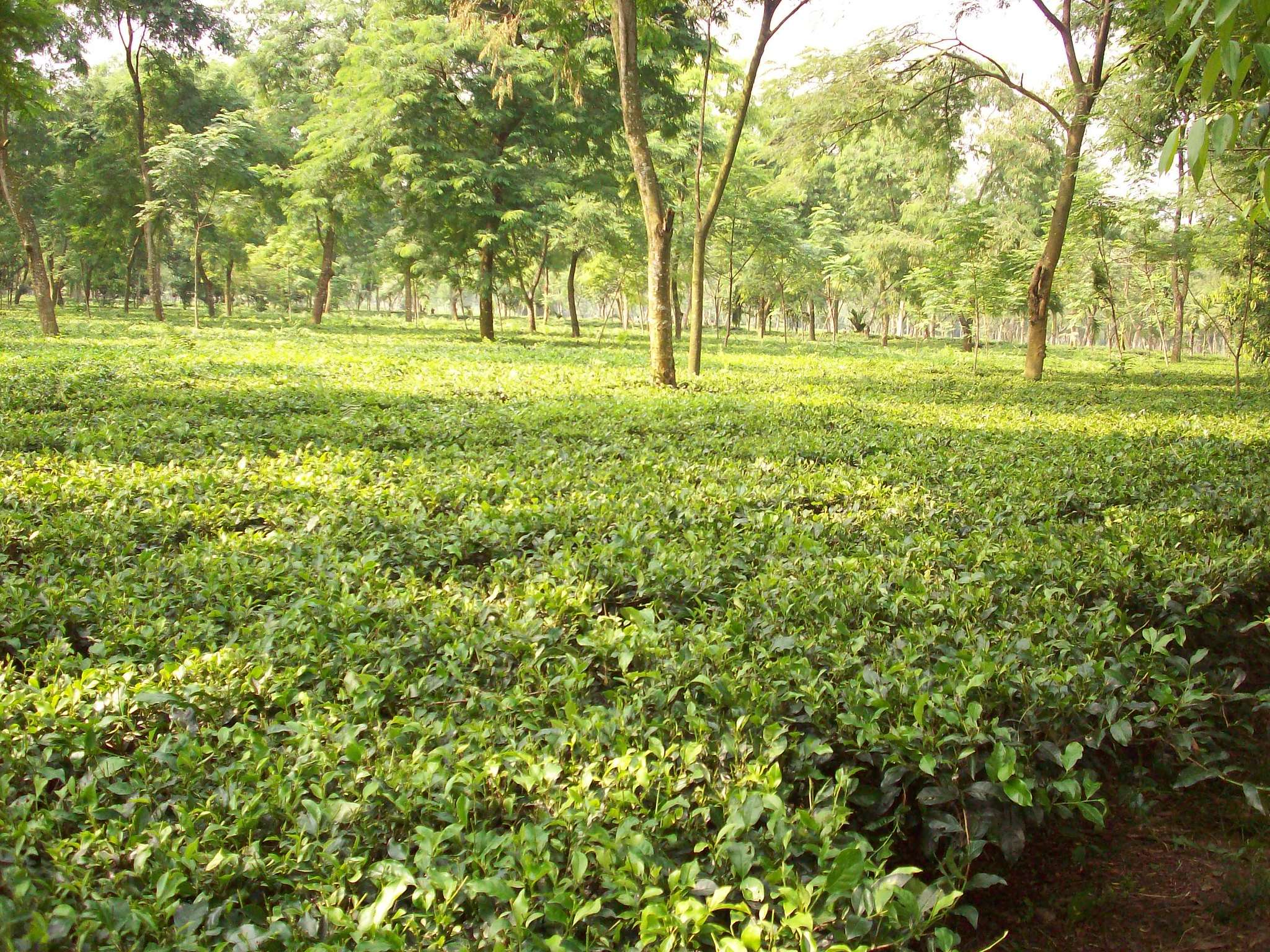 1629091392 3268173939 06a796cd10 k