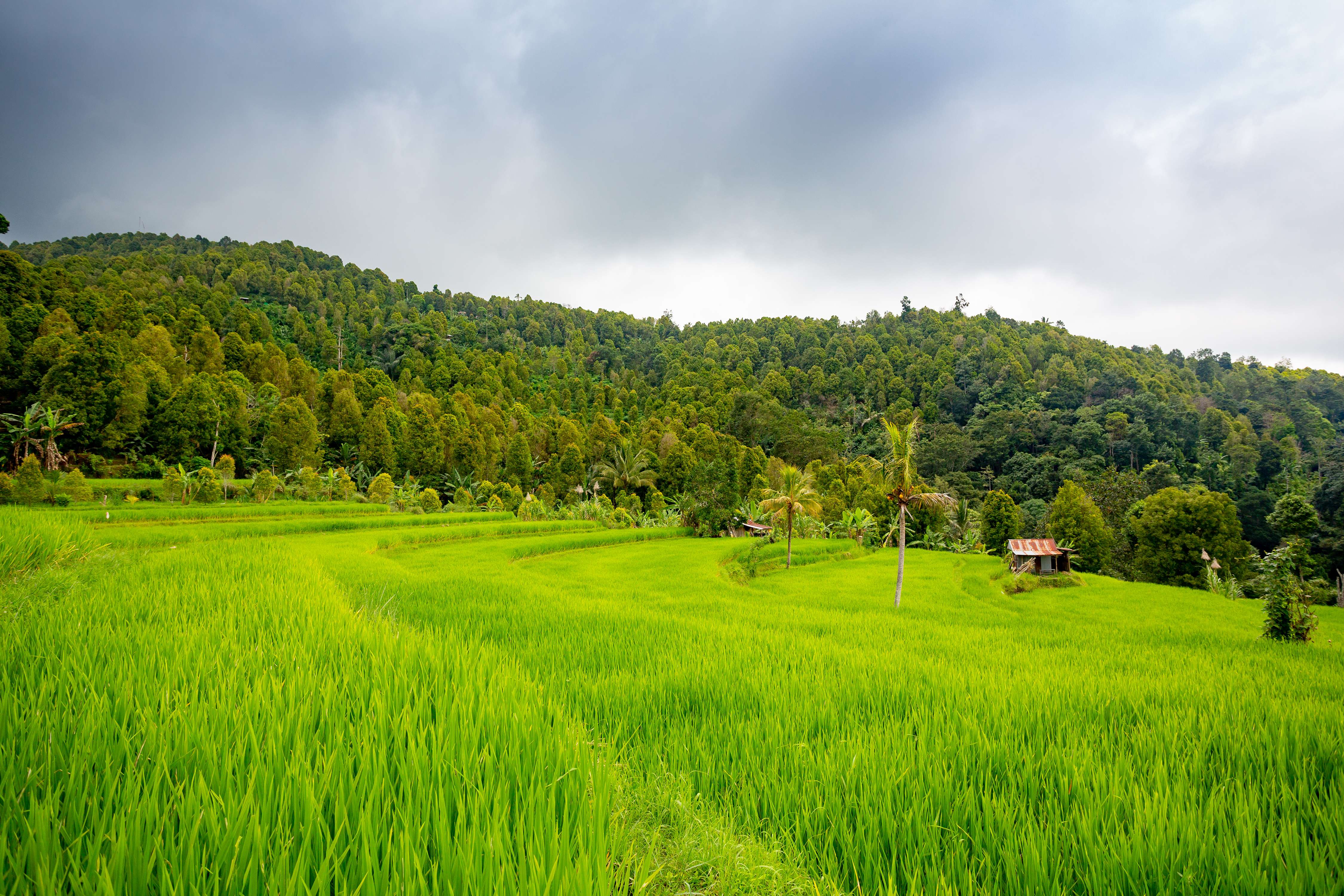Munduk Rice Fields