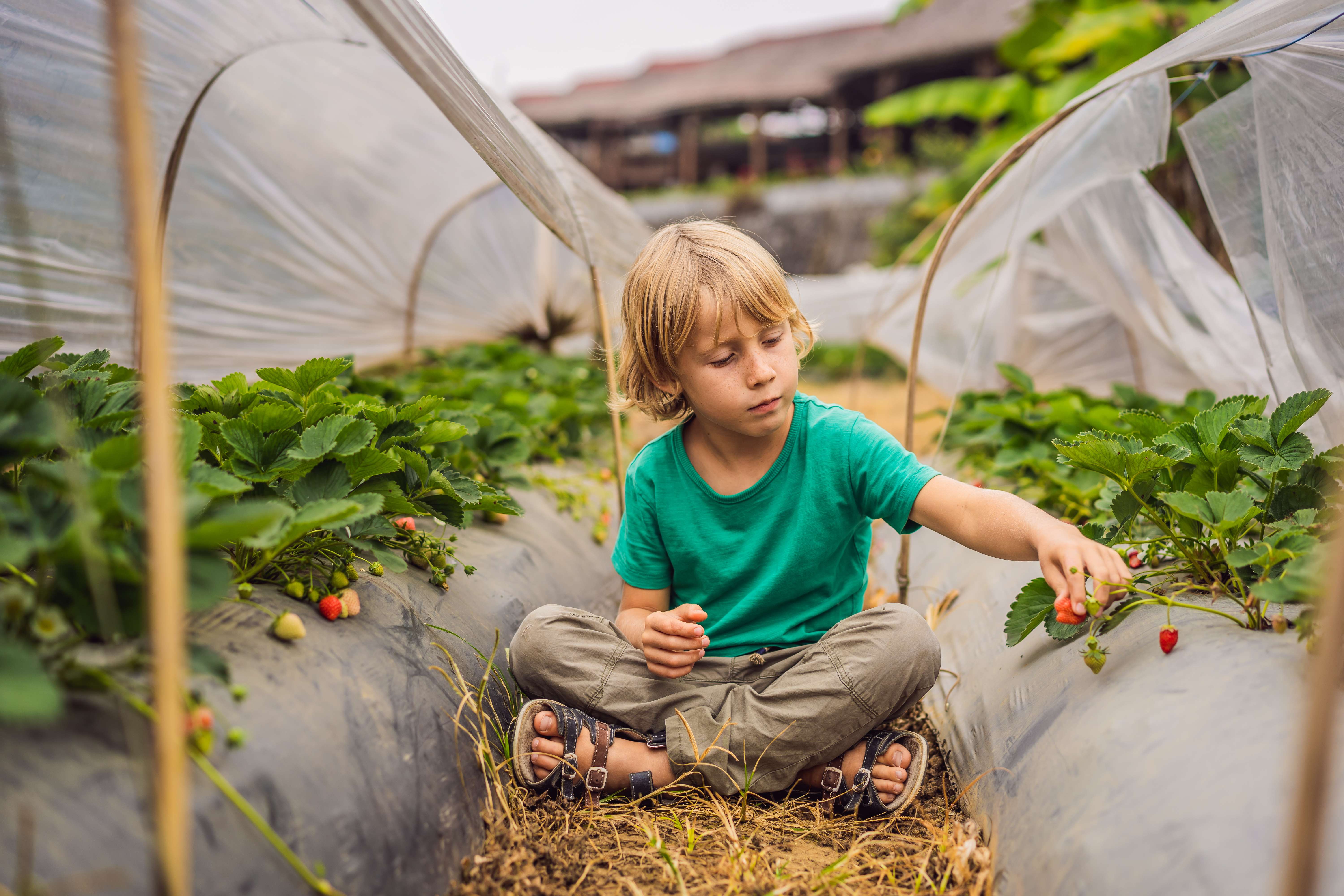 Pick Some Fresh Produce at Strawberry Farm