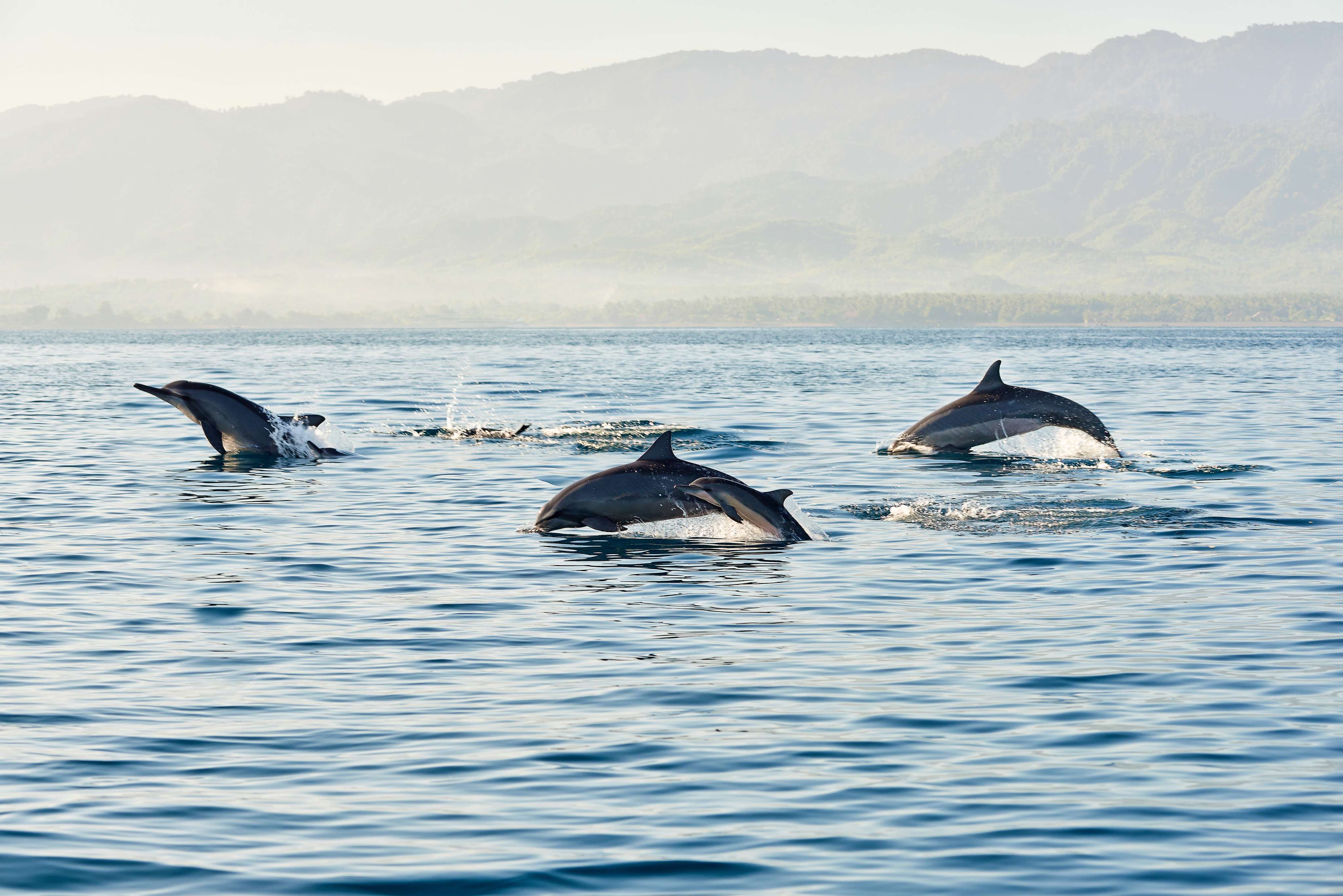 Watch Dolphins At Sunrise