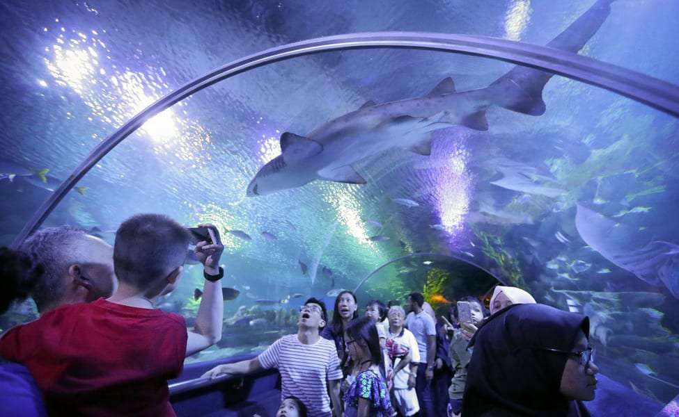 Explore the Marine & Aquatic Species at Aquaria KLCC