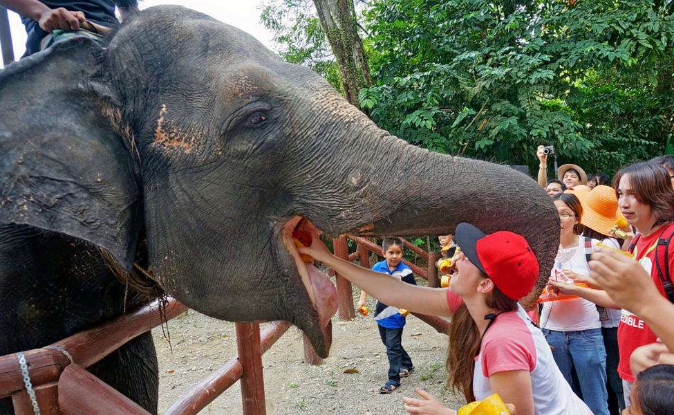 Take the Kuala Gandah Elephant Sanctuary Tour