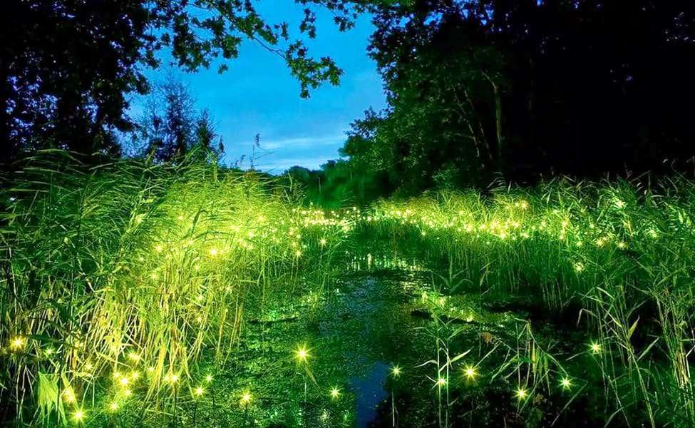 Fireflies Night Excursion