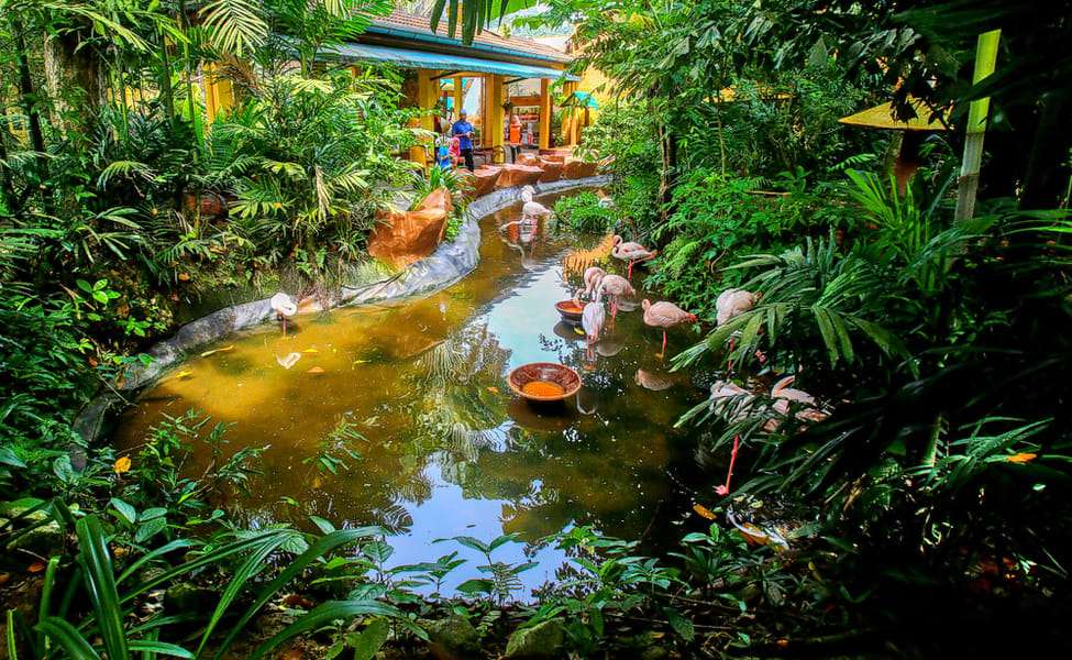 Visit the Langkawi Wildlife Park & Bird Paradise