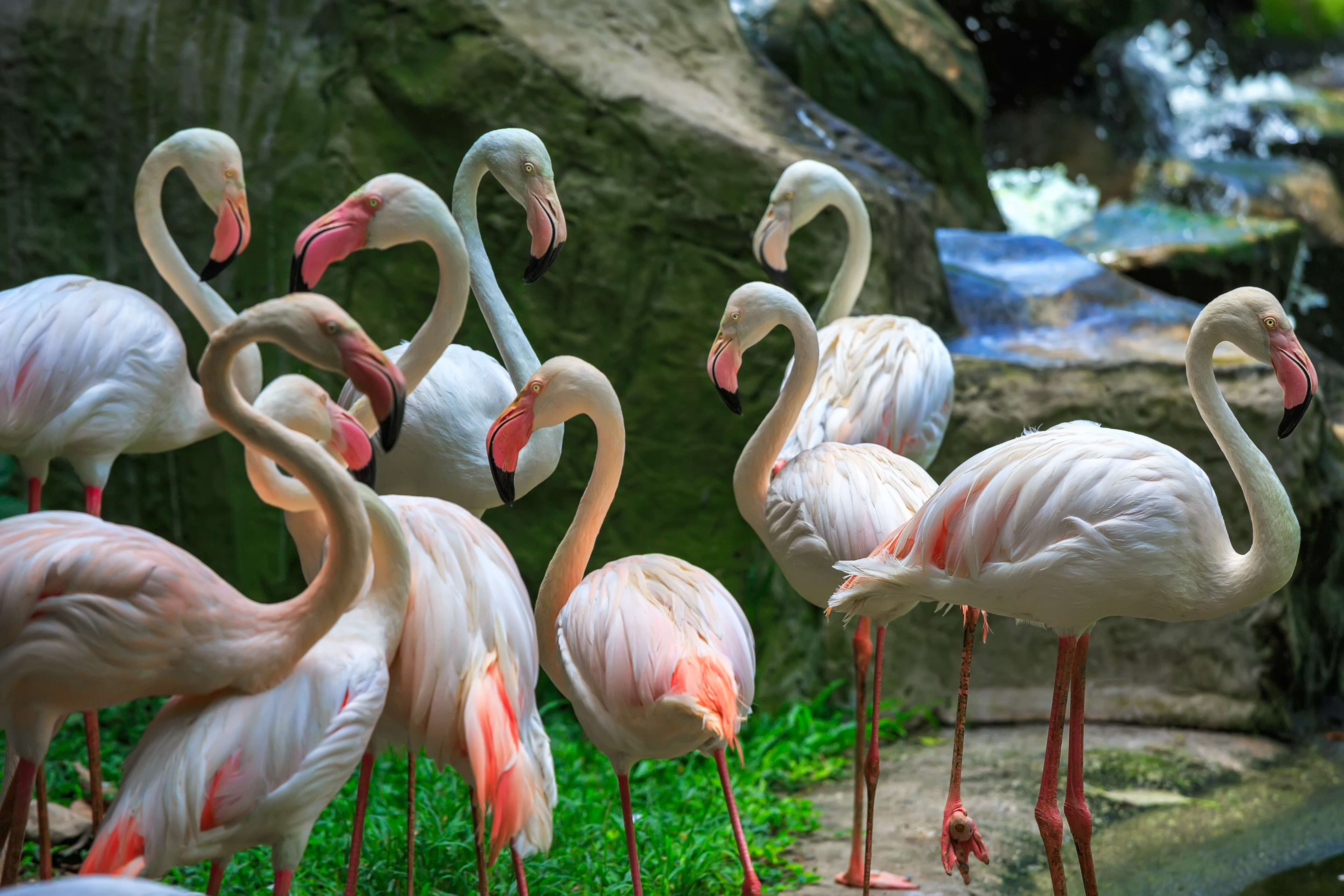 Explore Kuala Lumpur Bird Park