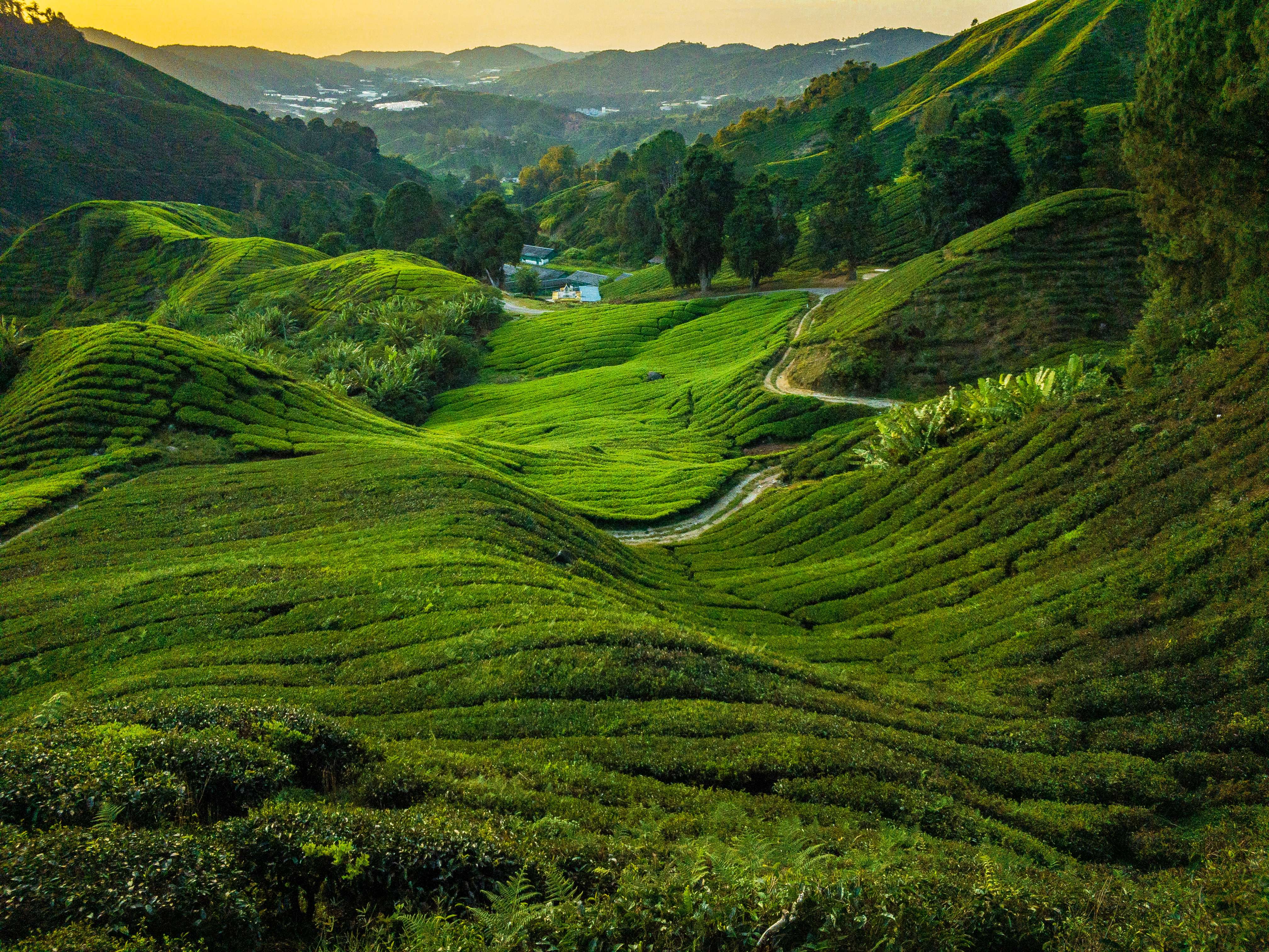 Cameron Highlands