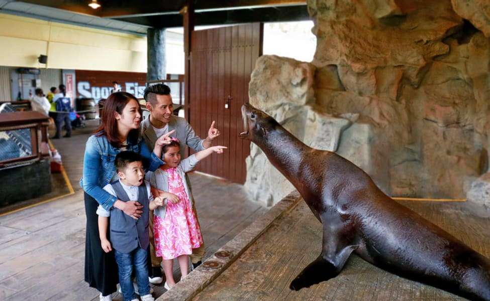 See the Penguins & Sea Lions