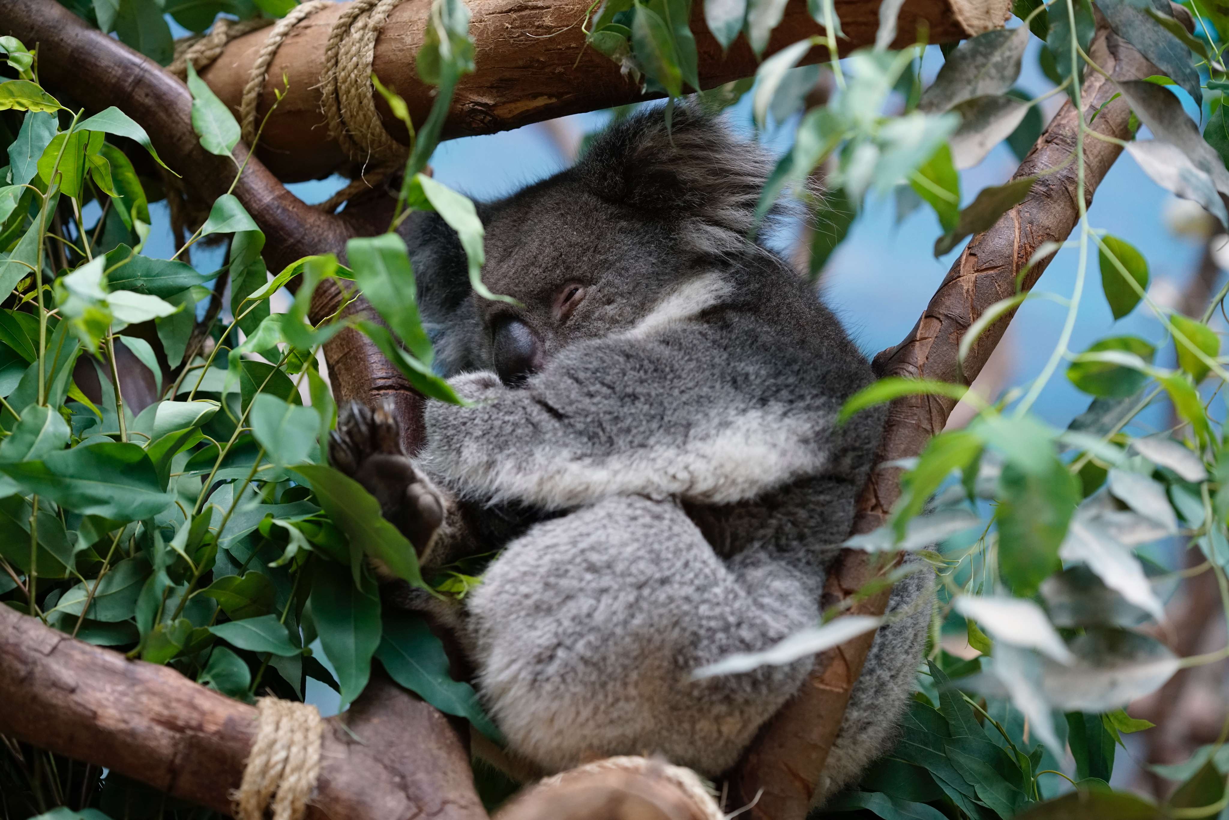 Check Out the Adventures in Australia