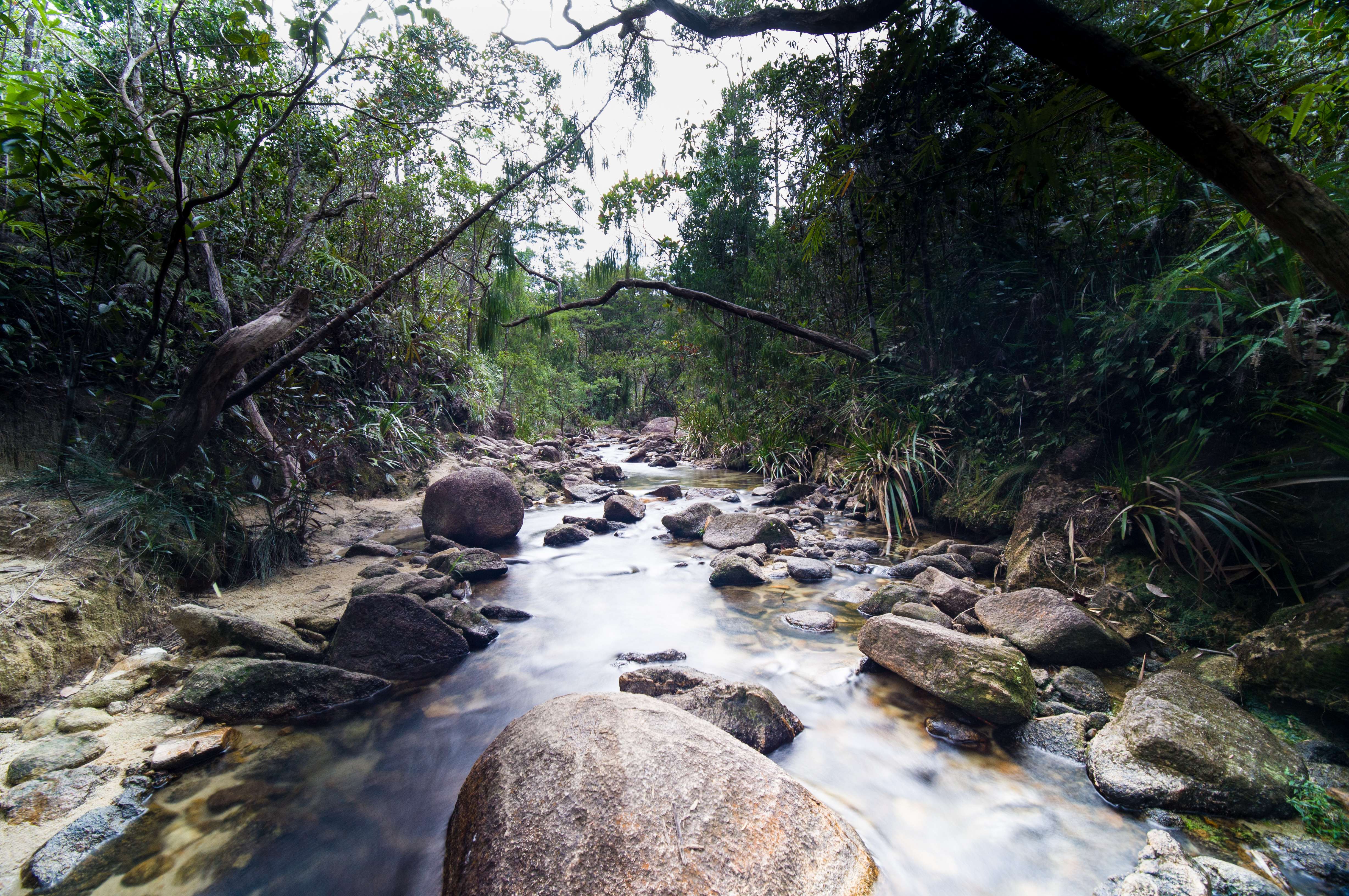 Chemorong Forest Reserve