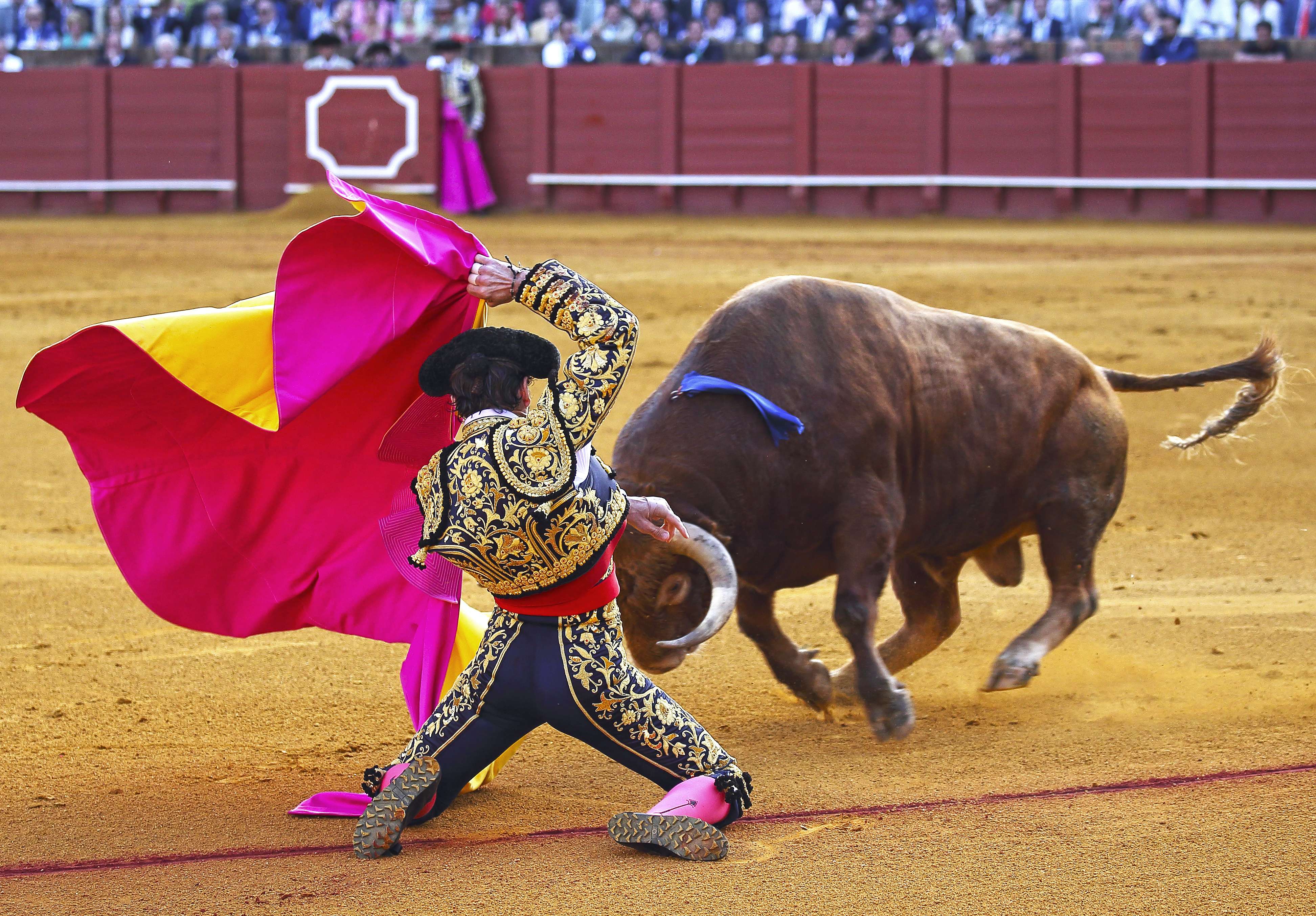 Watch Bullfight
