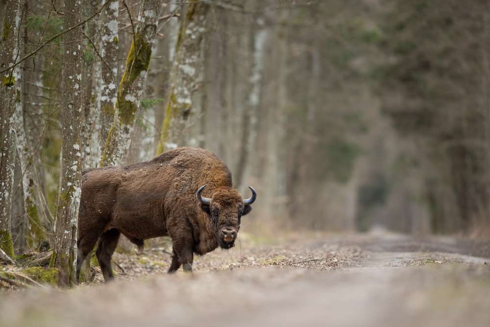  Bialowieza Forest