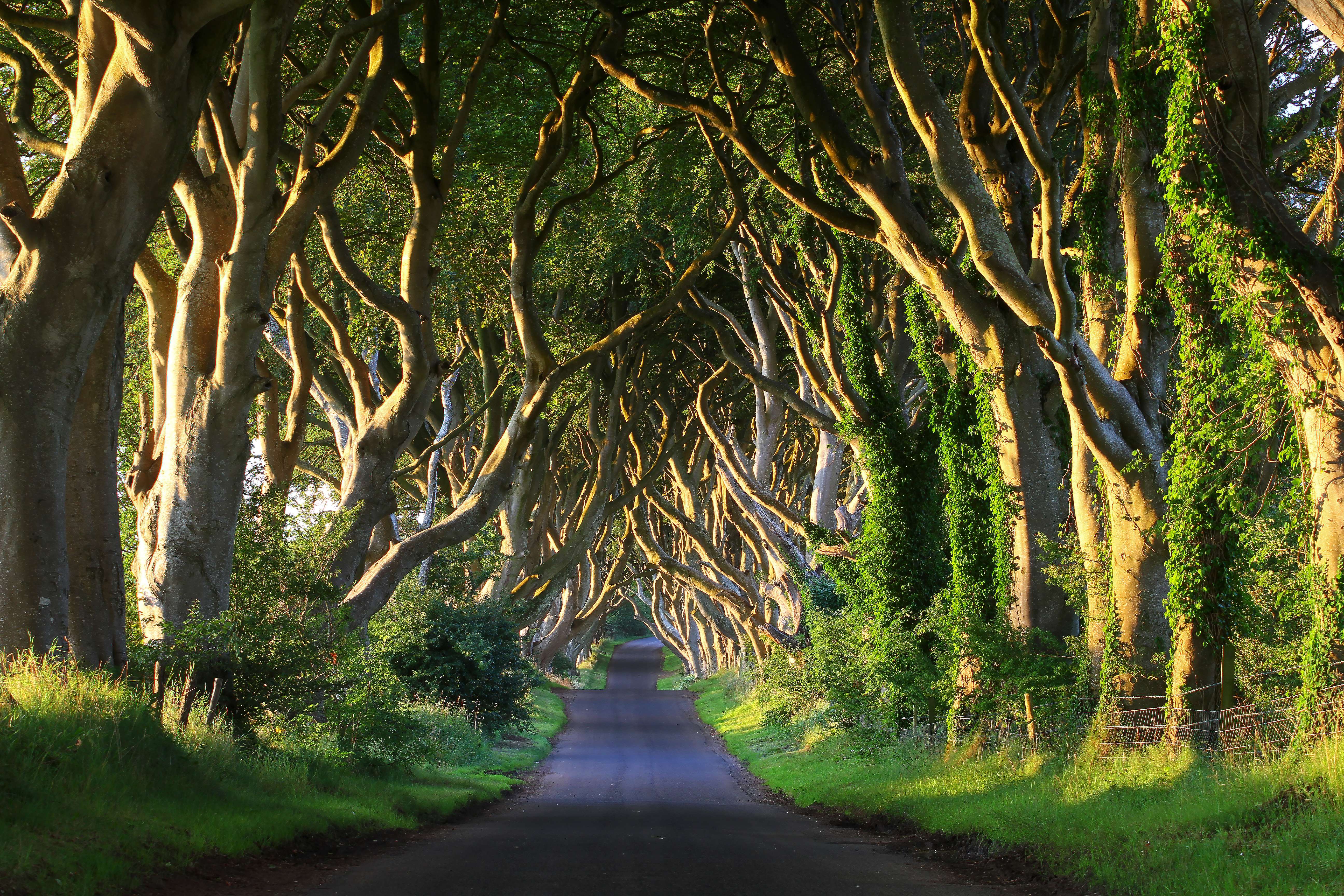 The Dark Hedges
