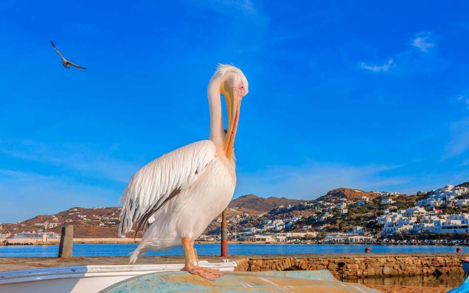 Spot the Mykonos’ Pelicans
