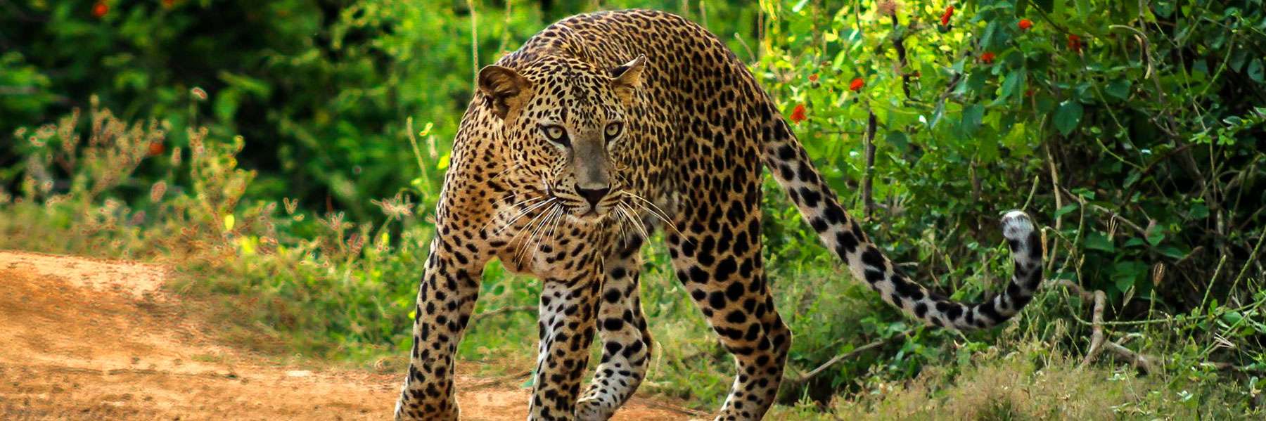 Lunugamvehera National Park