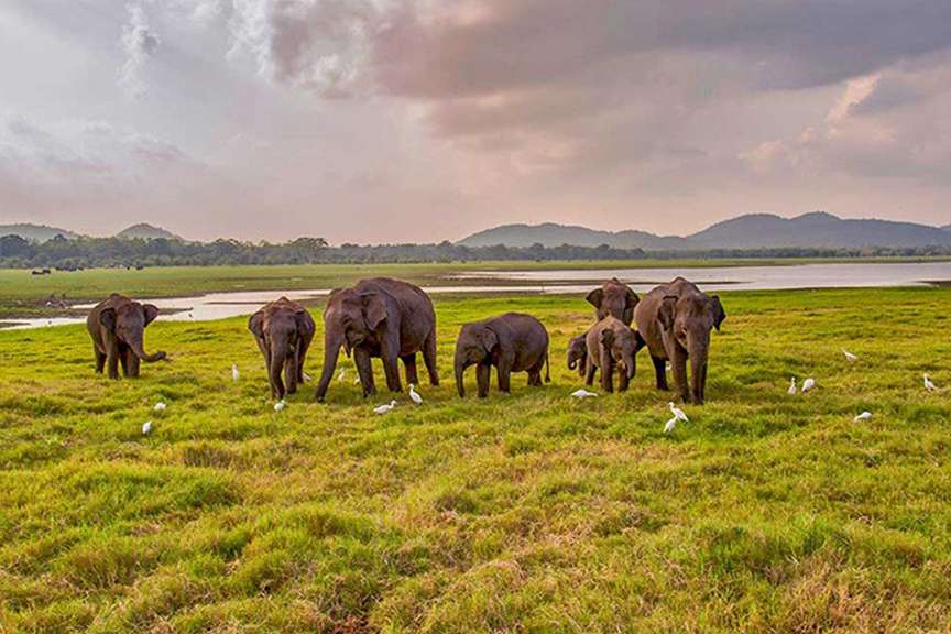 Maduru Oya National Park 