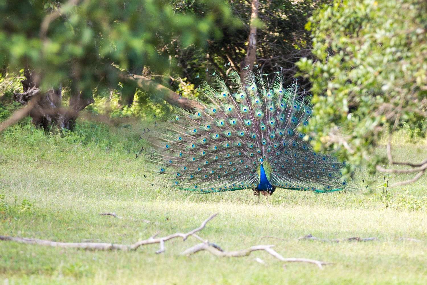 Lahugala Kitulana National Park