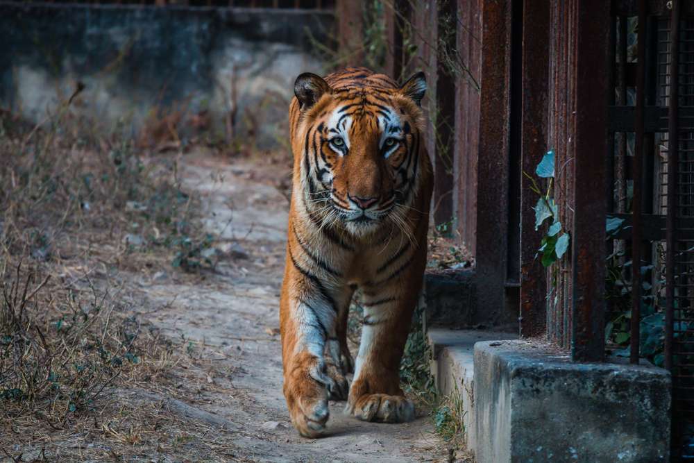 Spend a Day at the Zoological Park