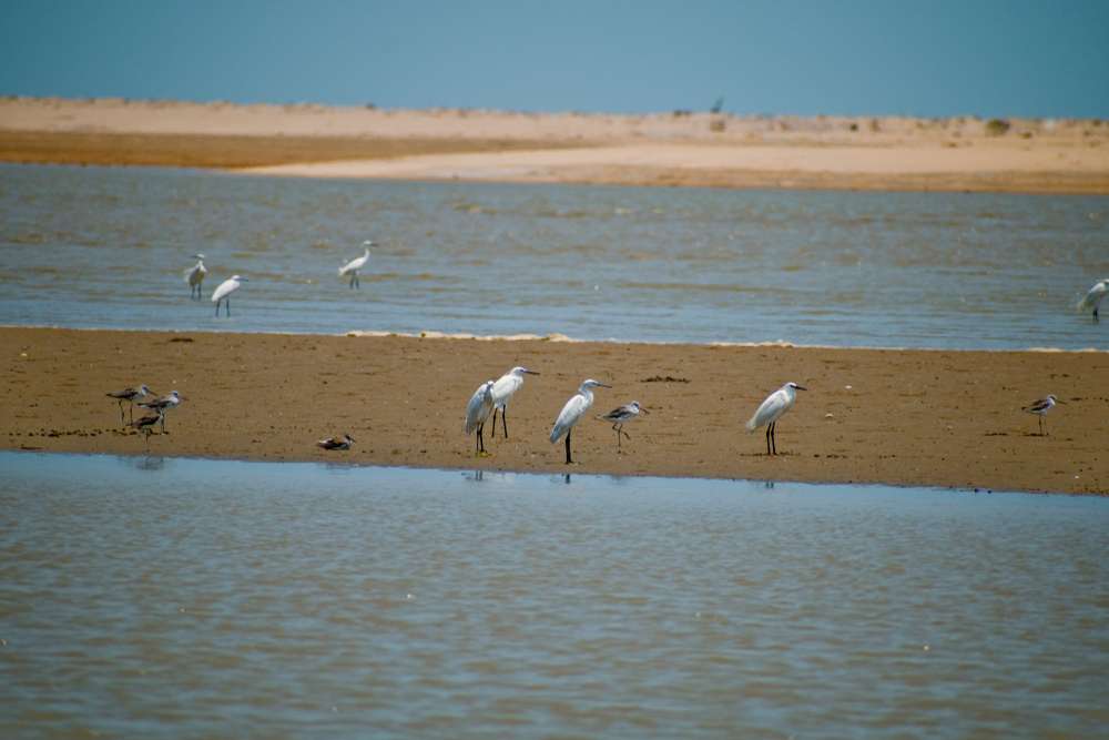 Chandipur Beach