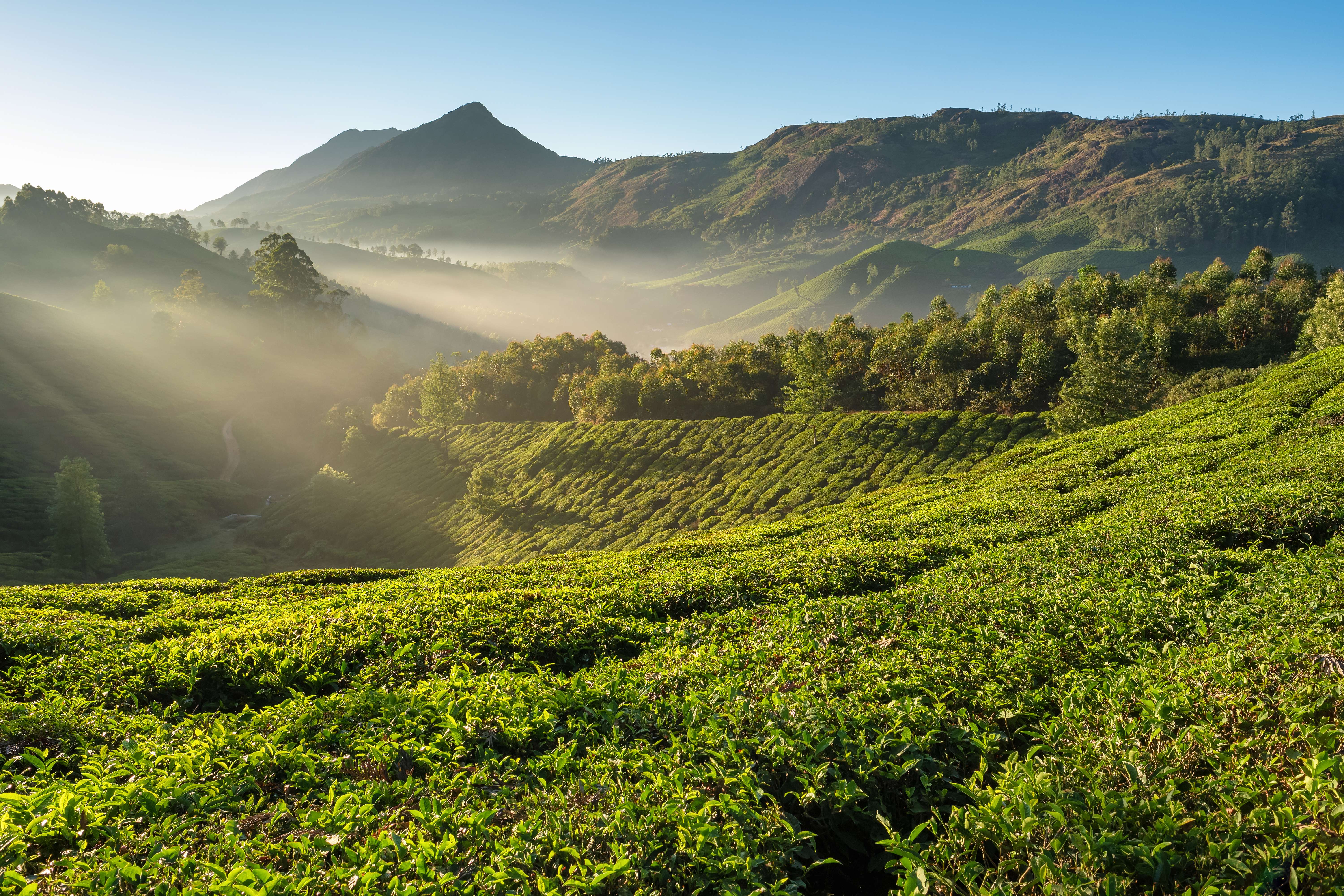 Lavish green land of Munnar