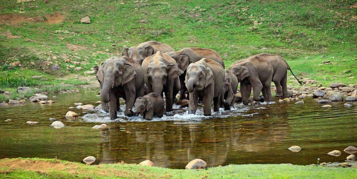Visit the Wild Elephant Village at Anakulam