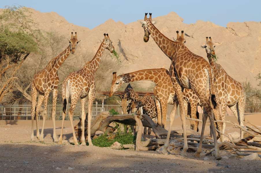 Al Ain Zoo
