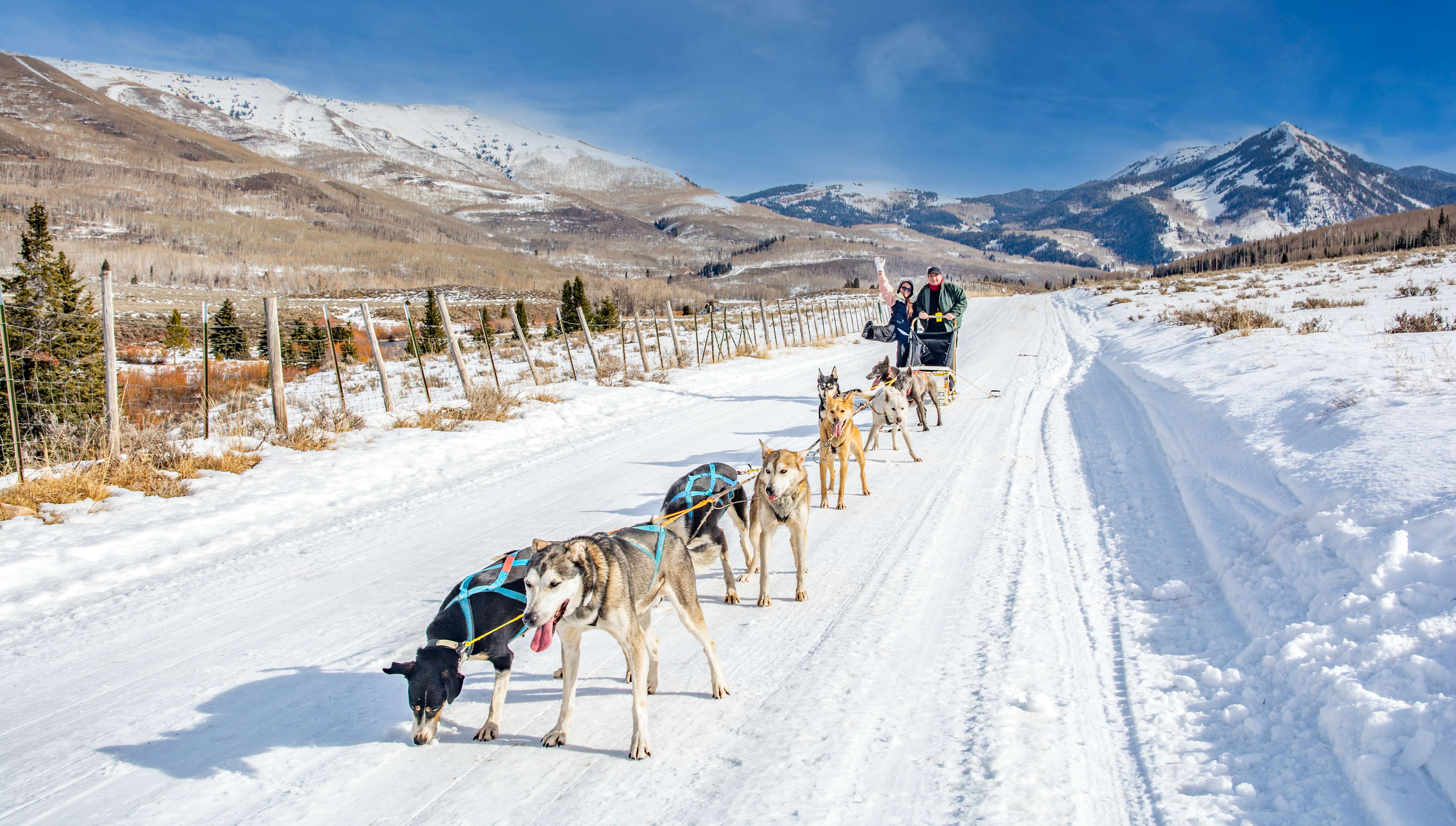 Dog Sledding Experience in Park City
