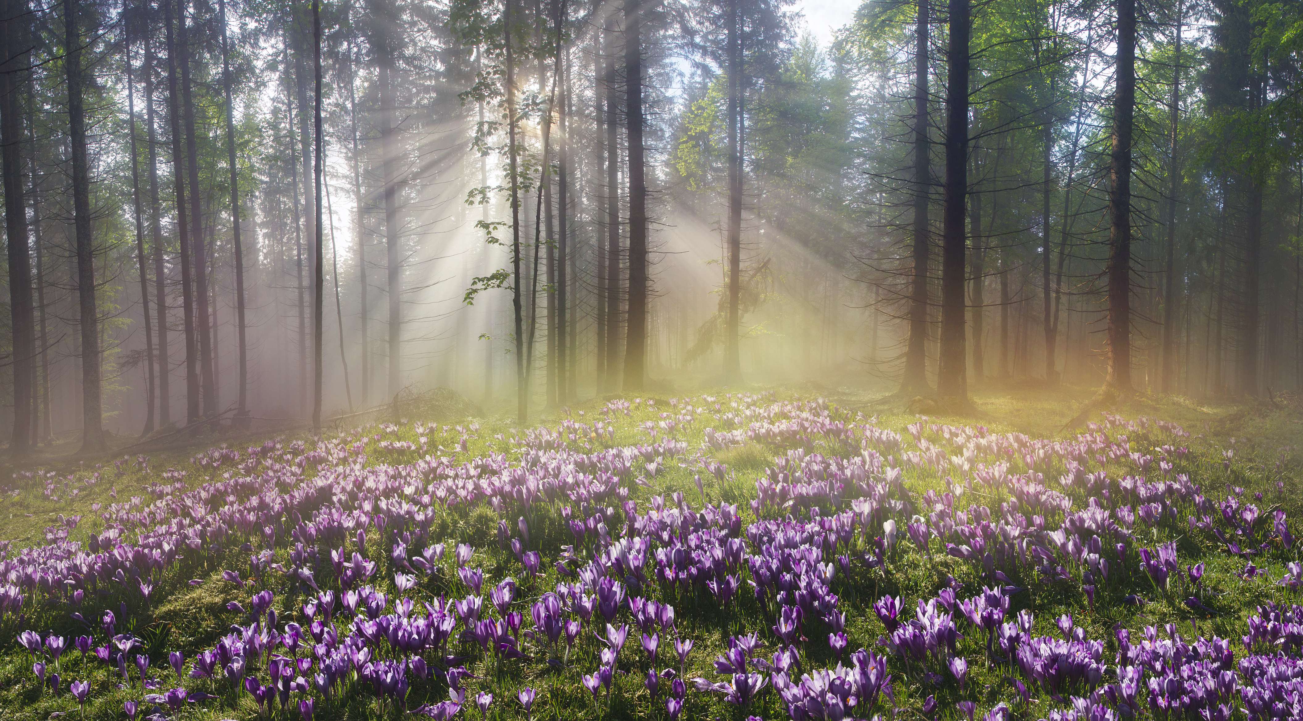  Head to a Magical Winter Garden