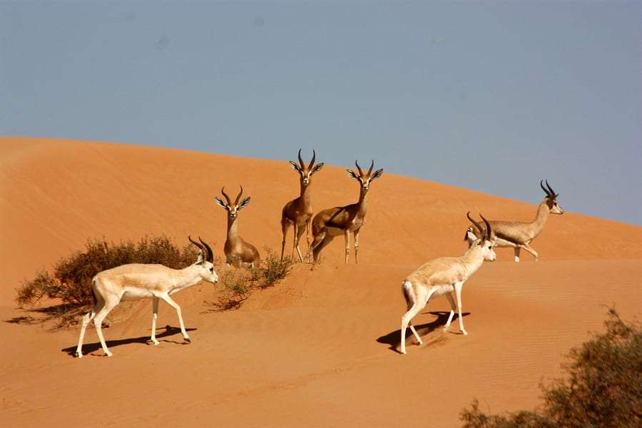 Dubai Desert Conservation Reserve 