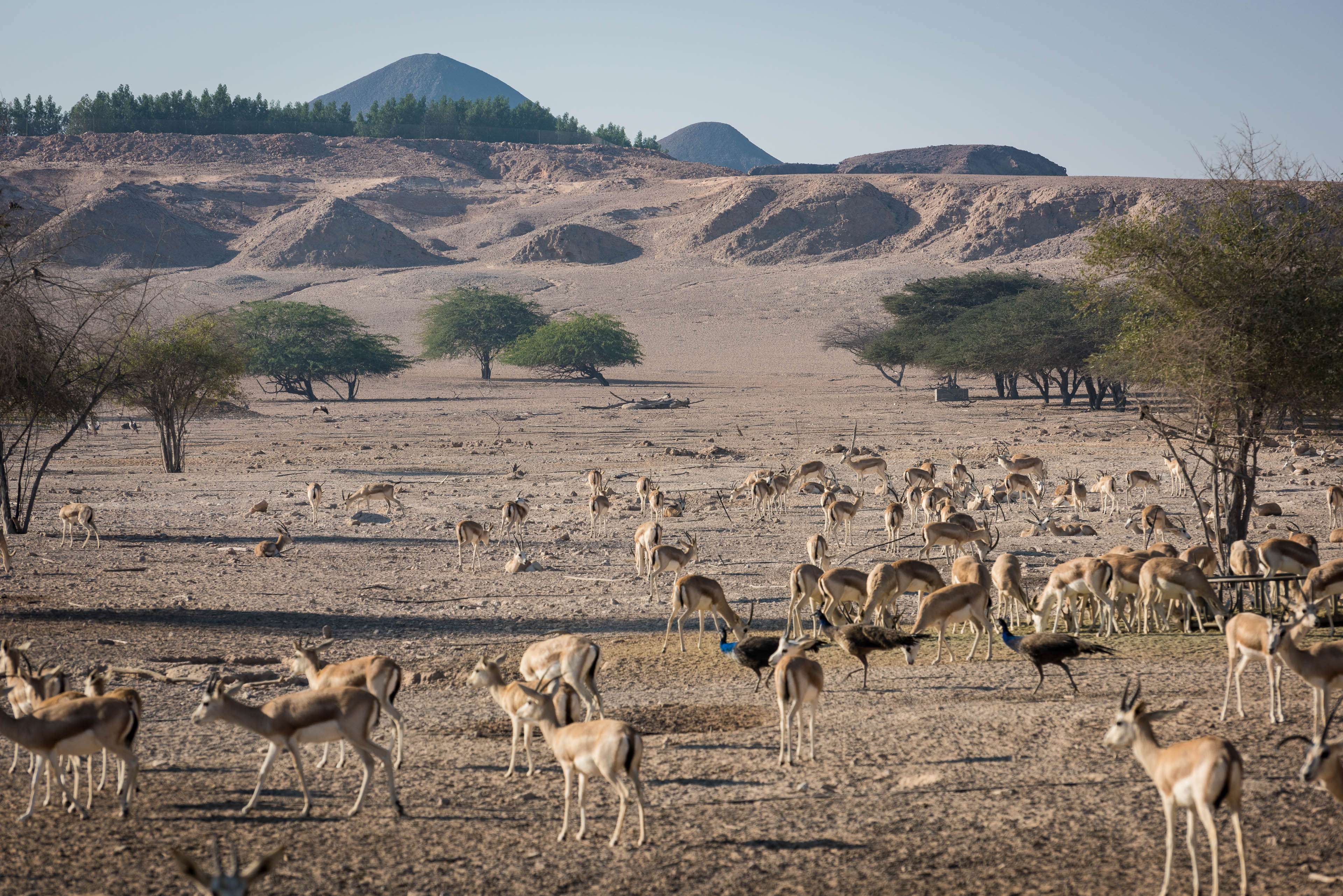 Sir Bani Yas Island 