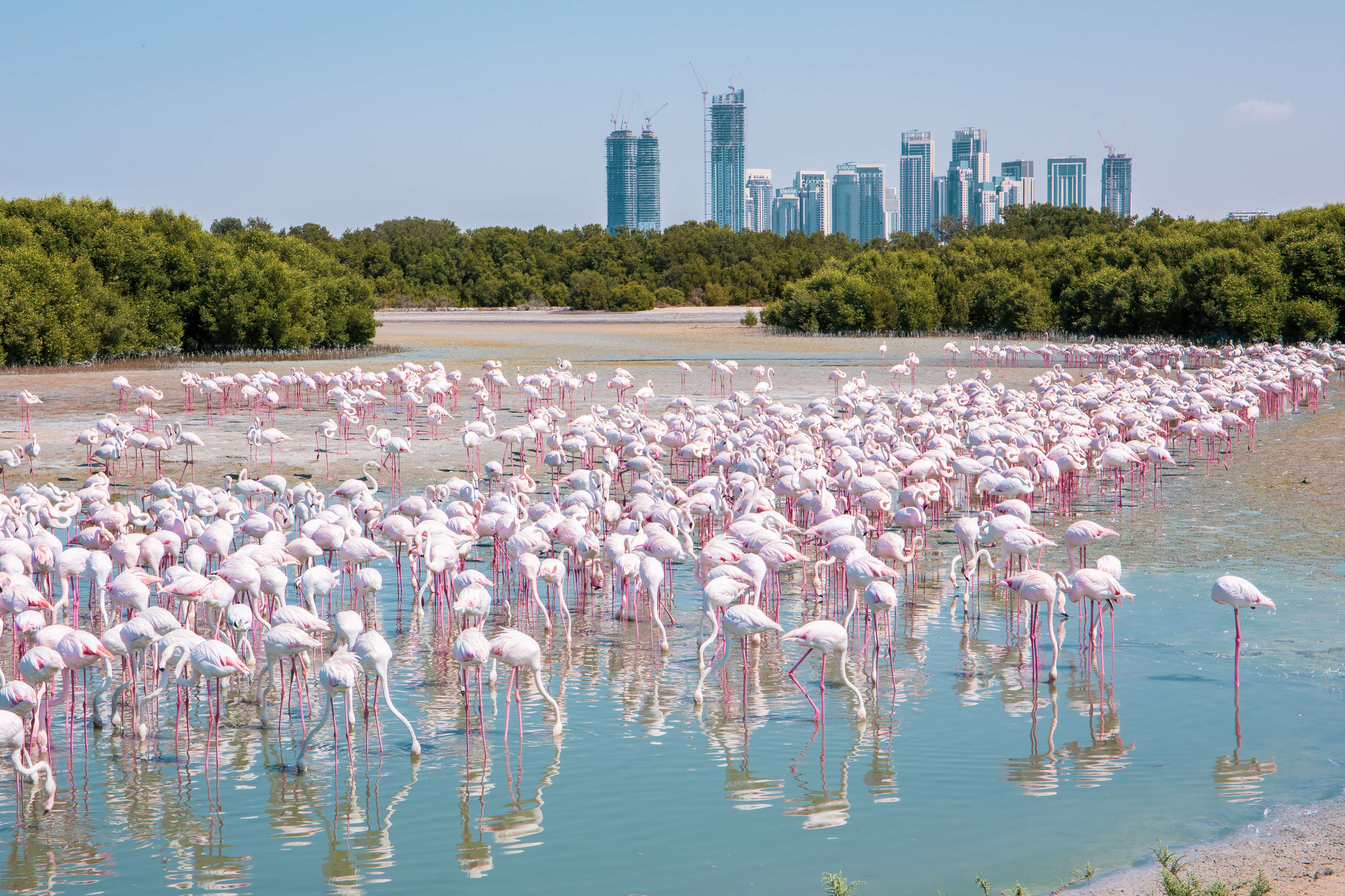 Explore Ras Al Khor Wildlife Sanctuary
