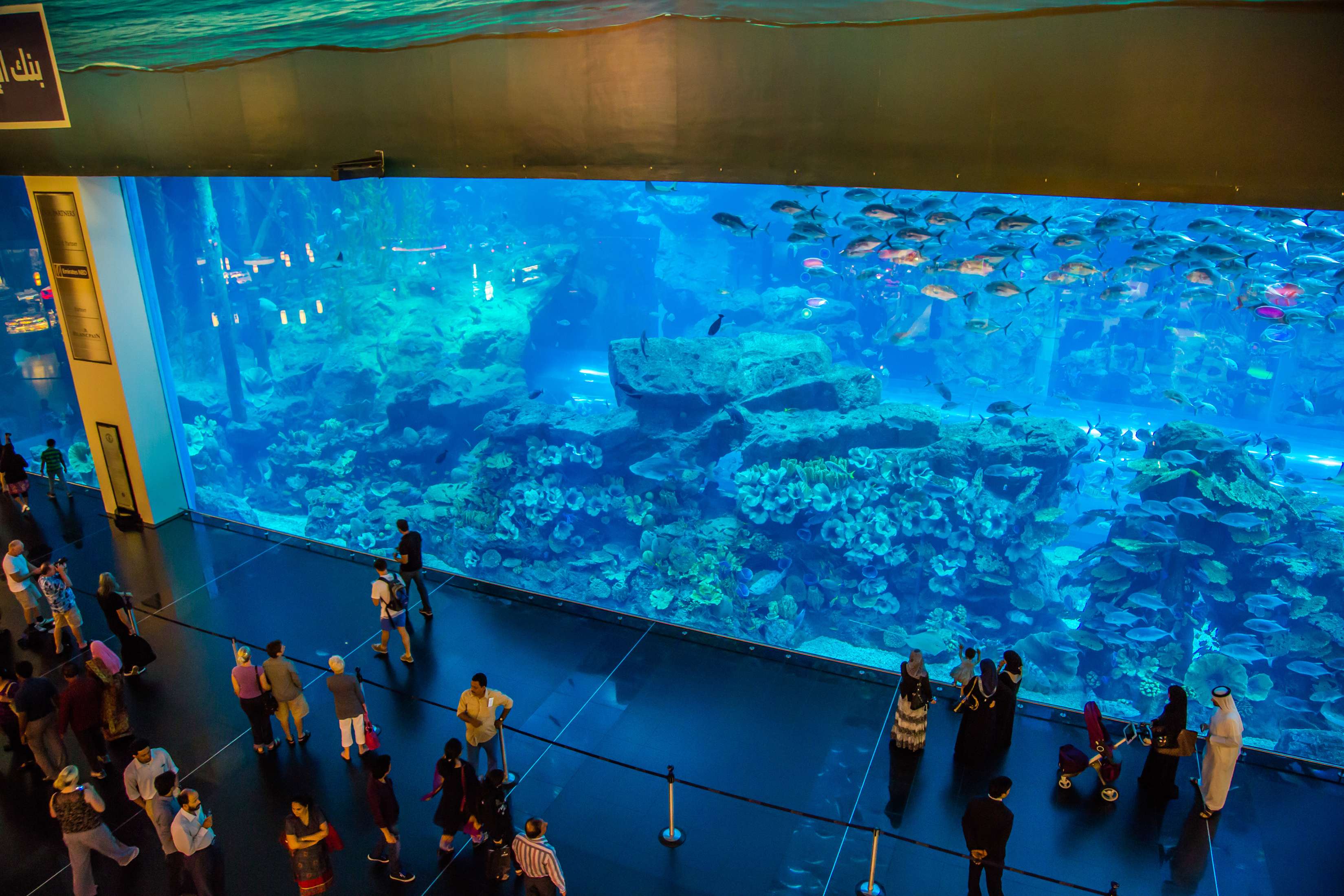 The Dubai Mall Aquarium Is Credited to Be the World’s Biggest Indoor Aquarium