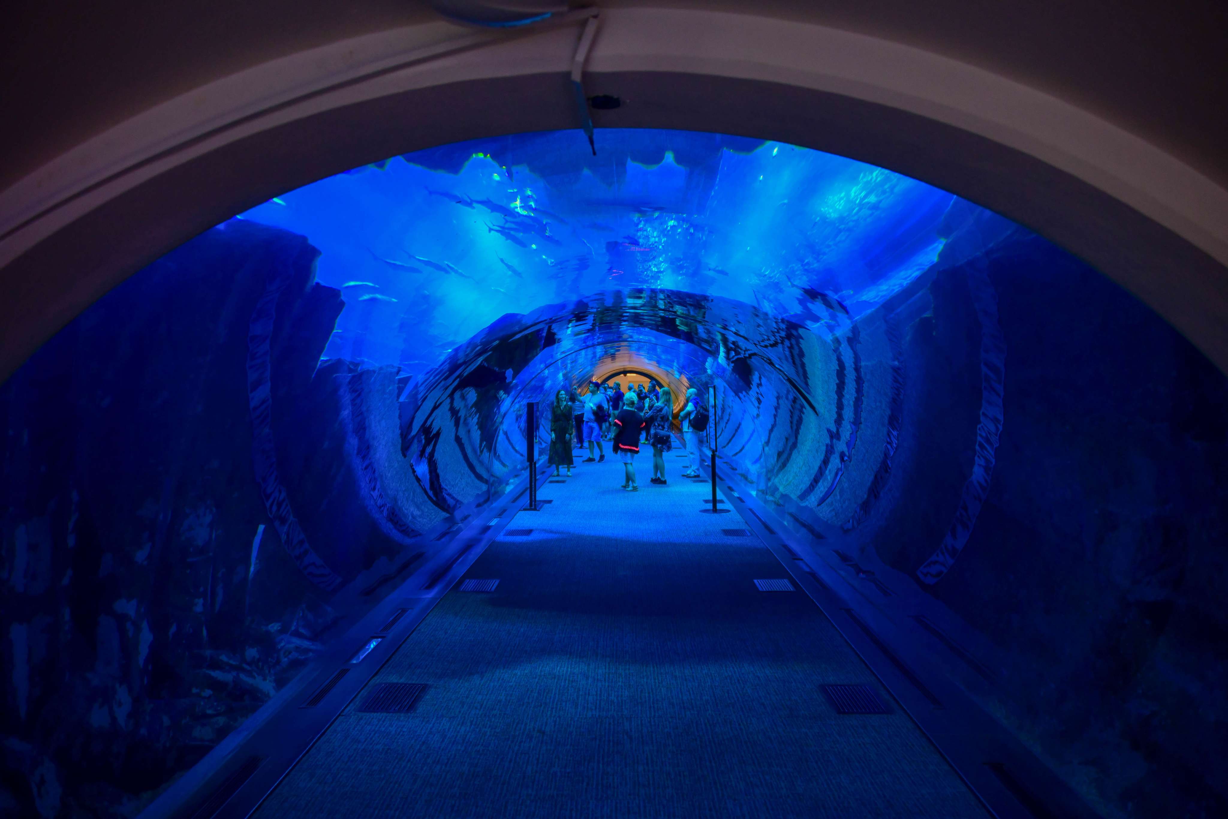 It’s Got A Guinness World Record Under Its Belt