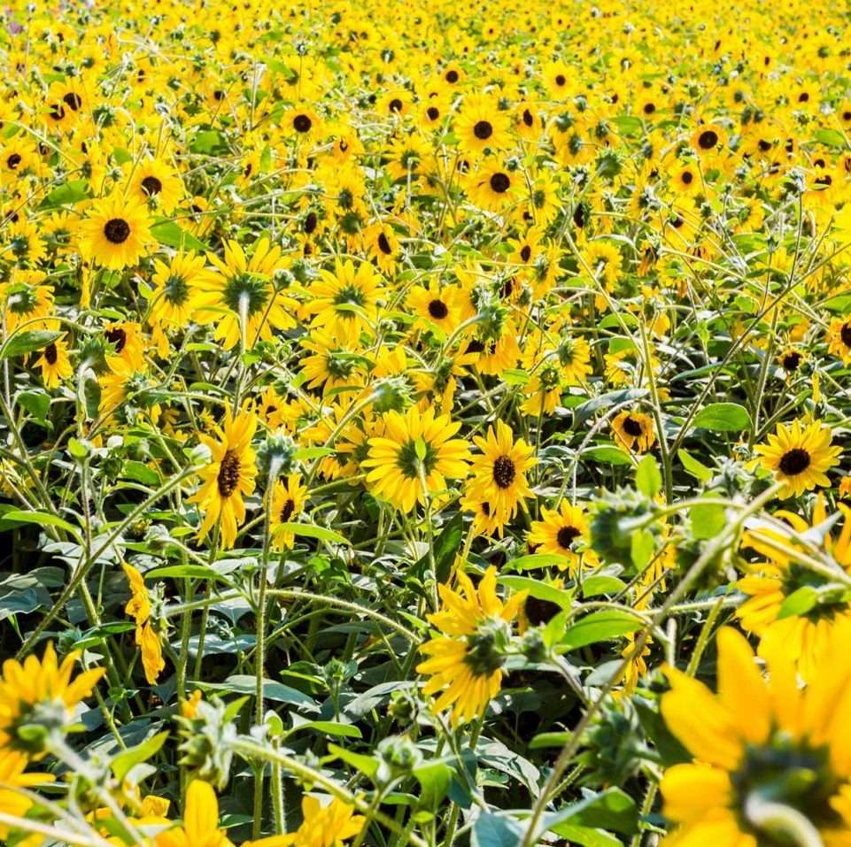 Sunflower Field 