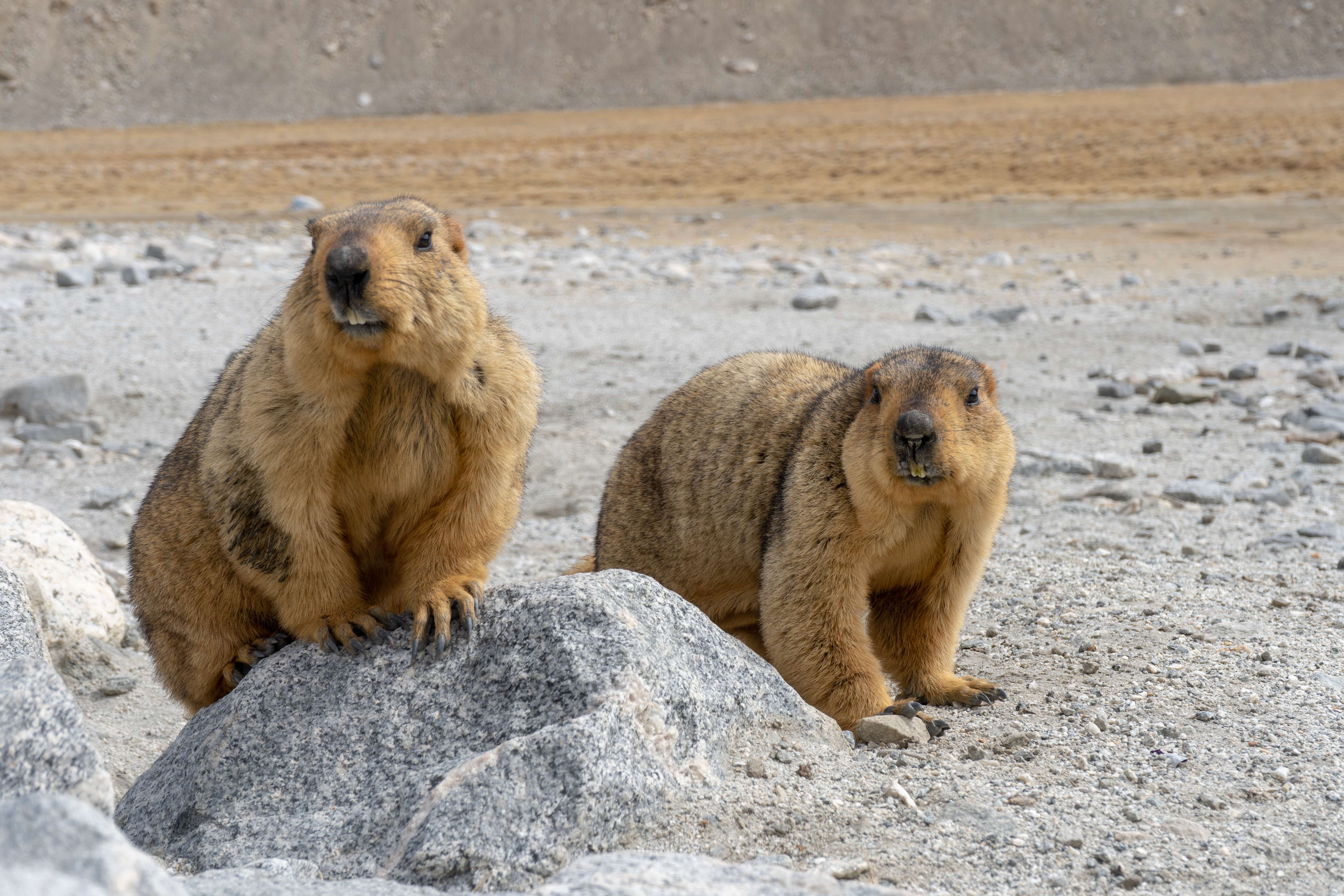 Himalayan marmot