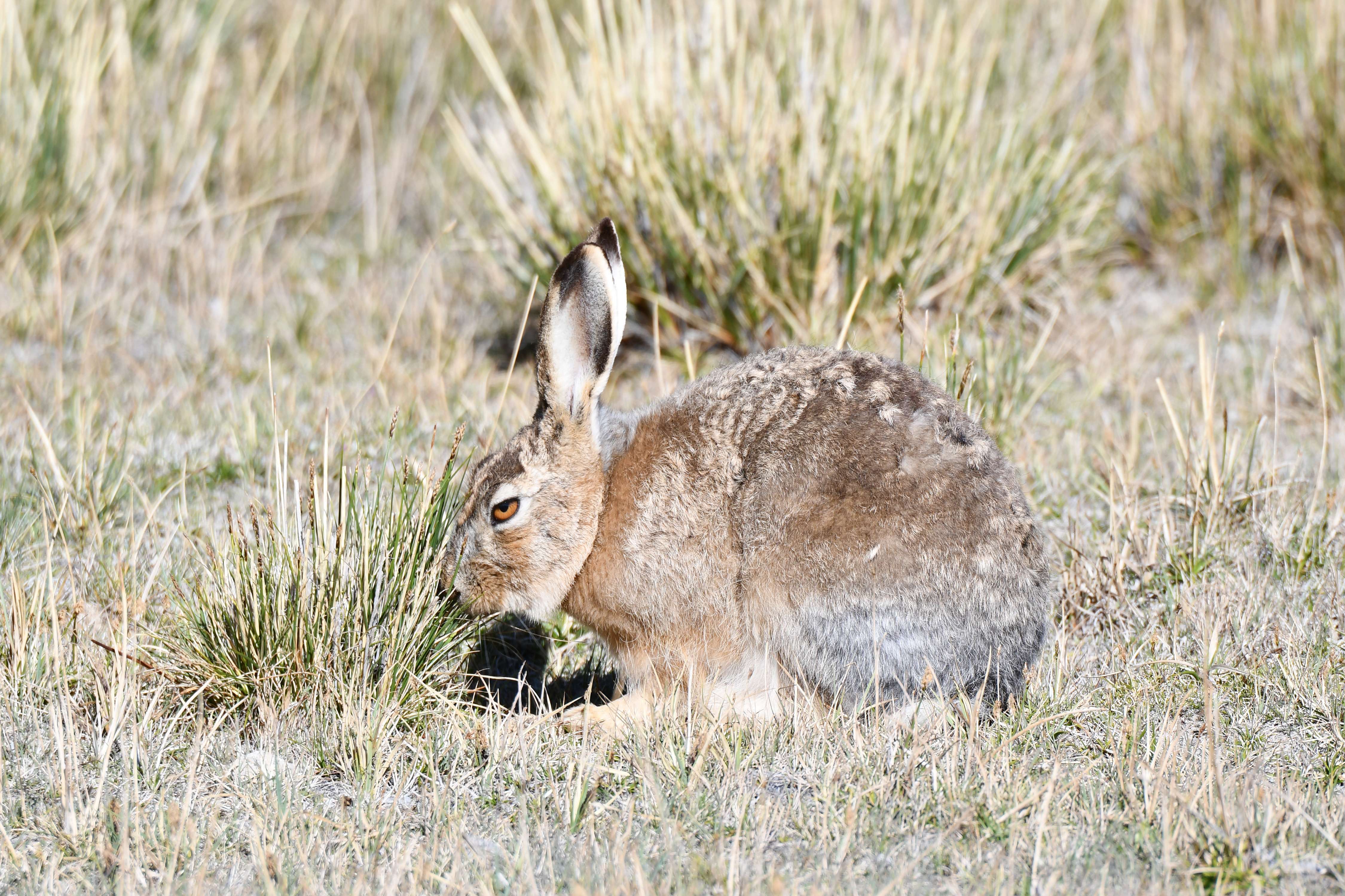 Wooly Hare or Tibetan Hare