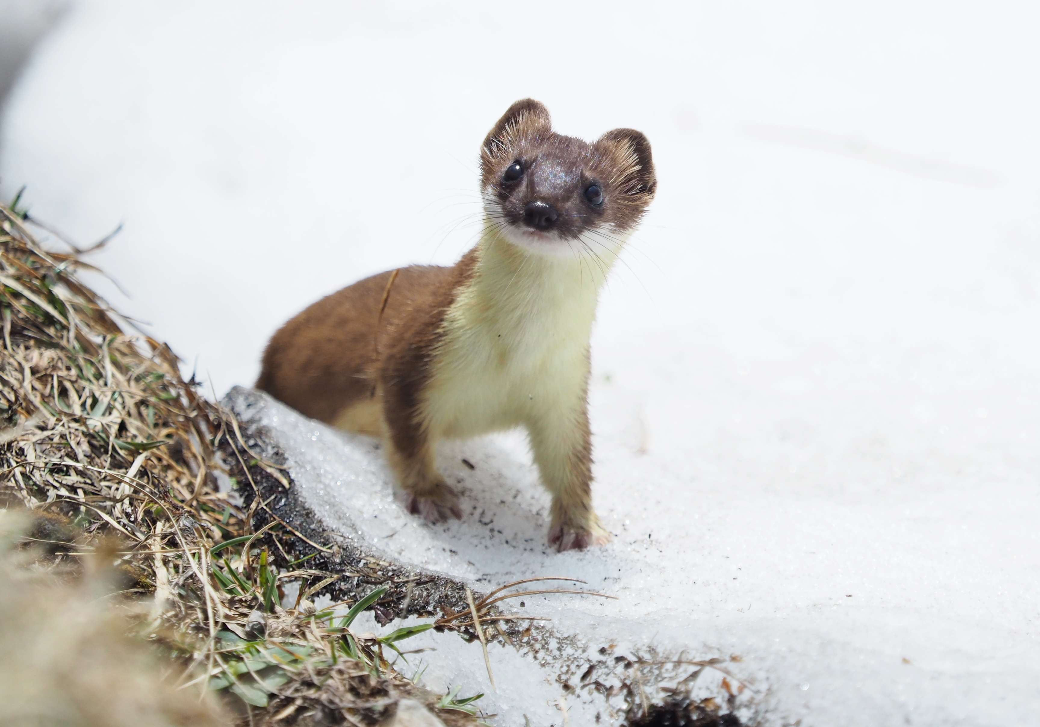 Mountain Weasel