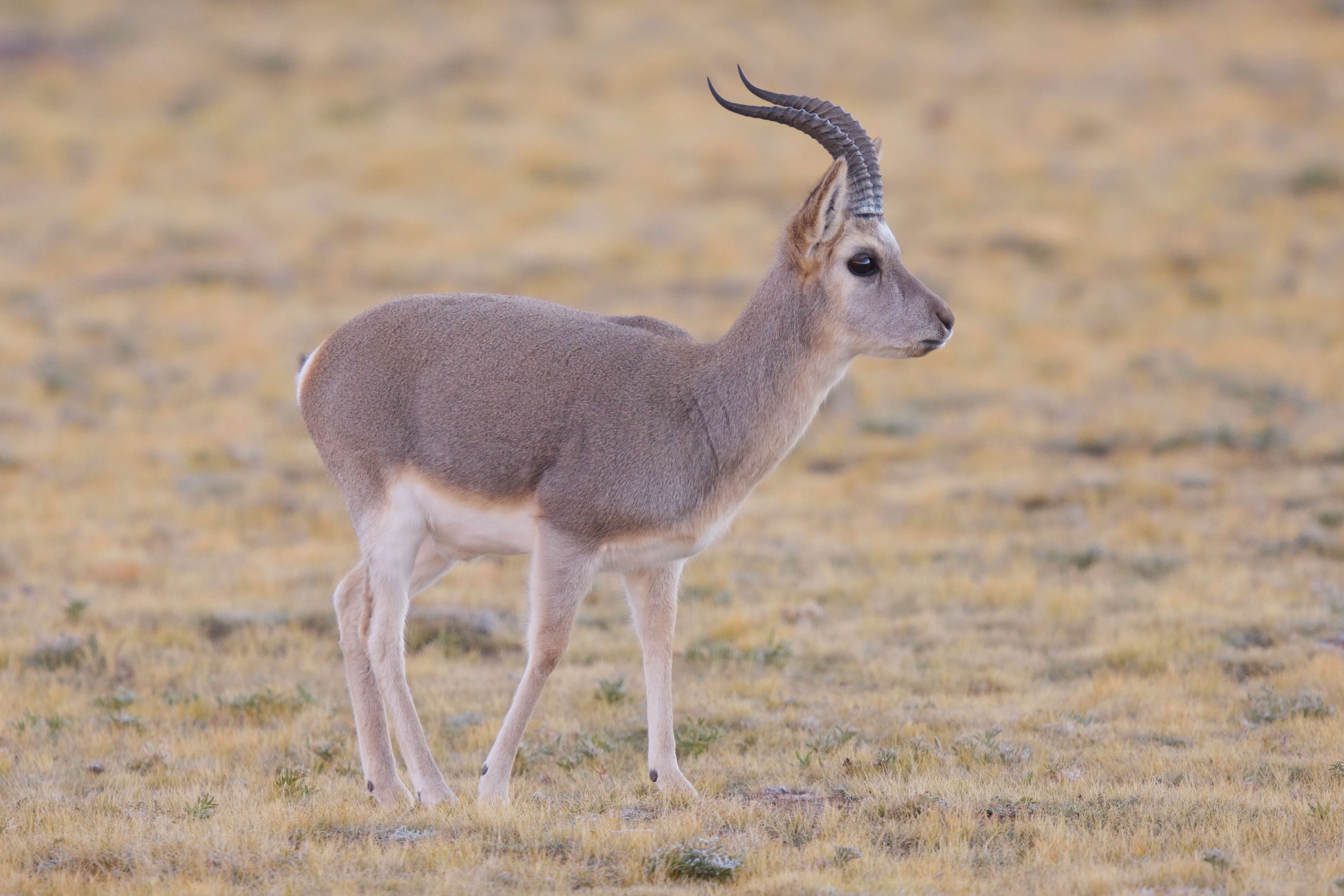 Tibetan Gazelle