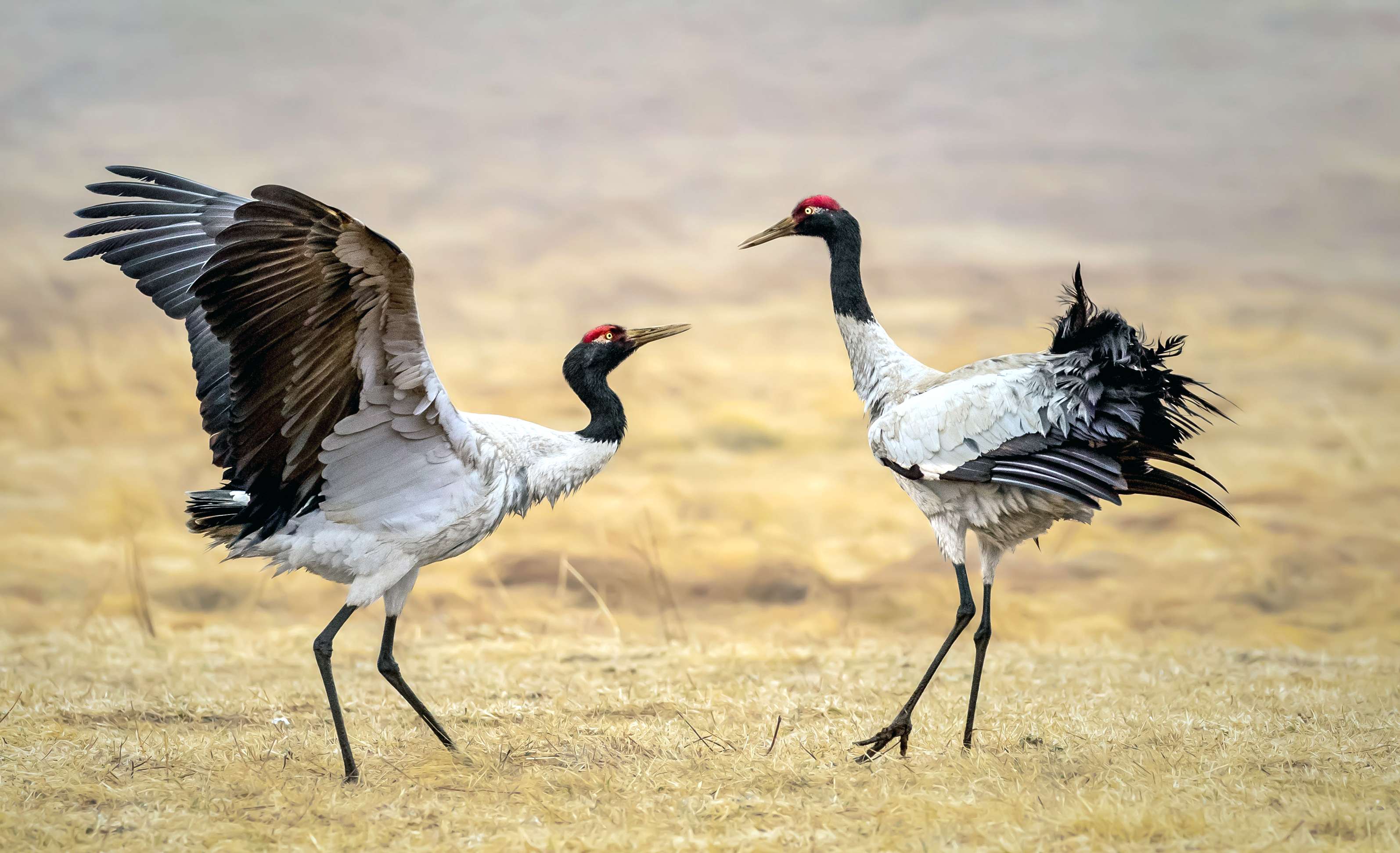 Black-necked Crane