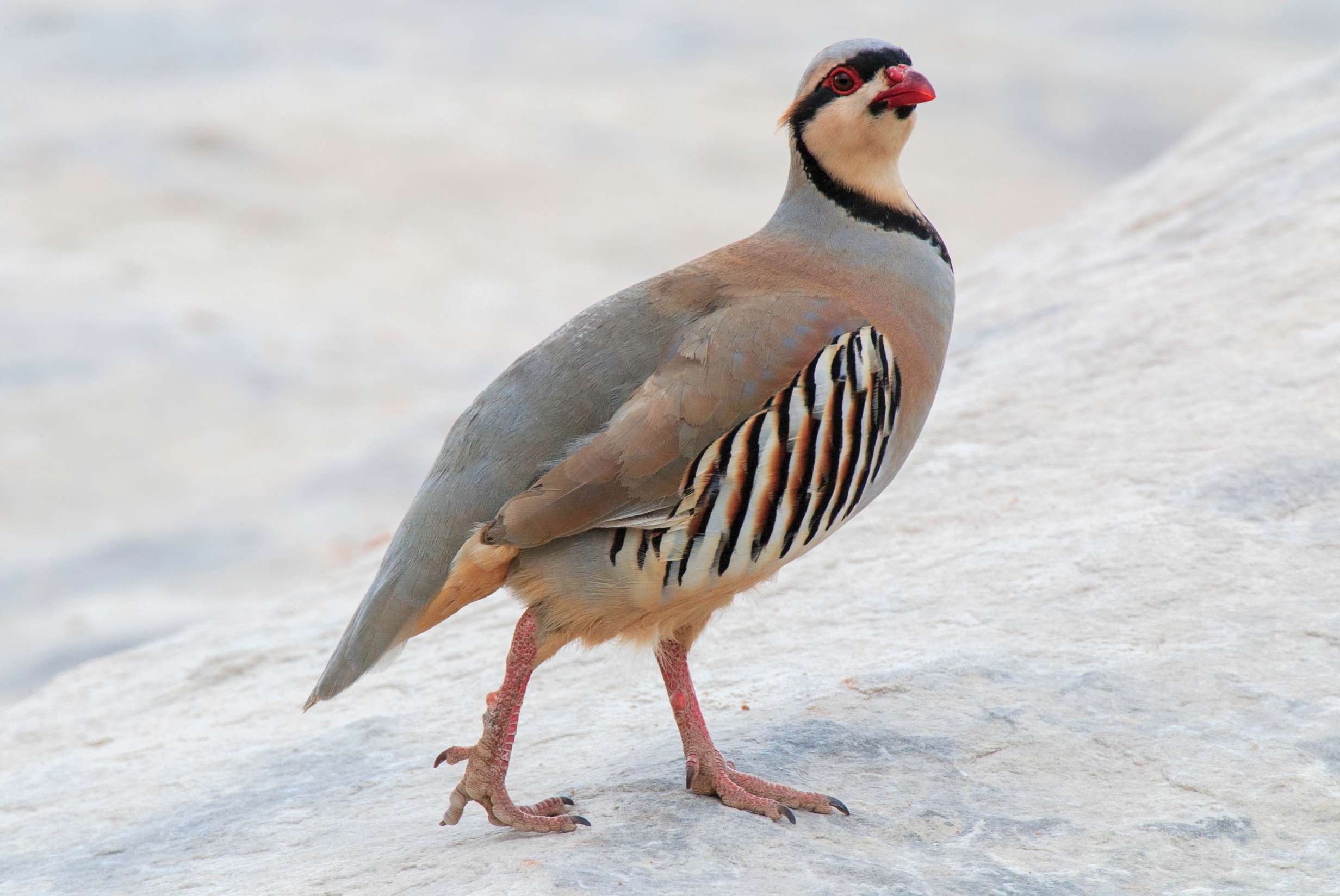Chukar Partridge