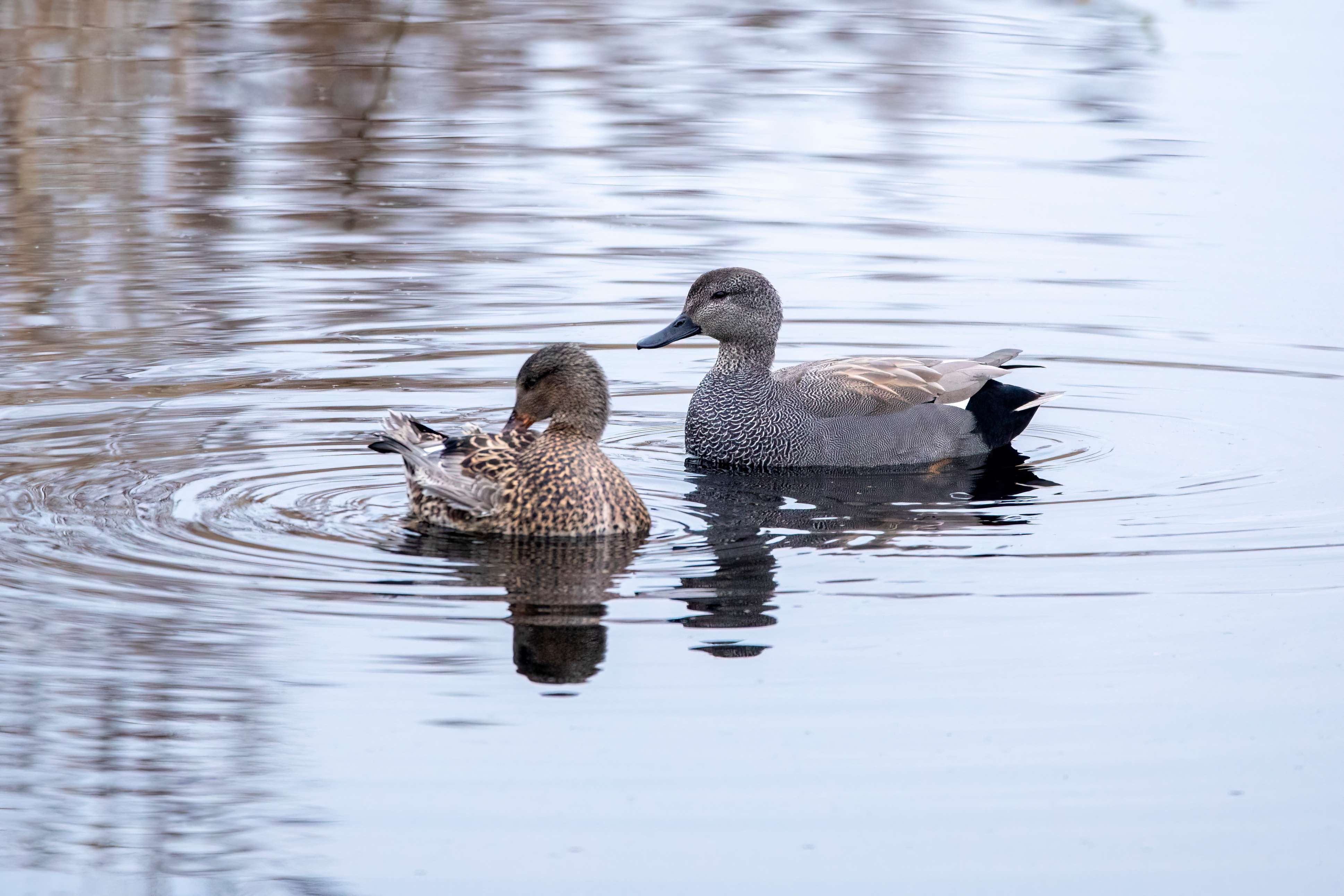Gadwall