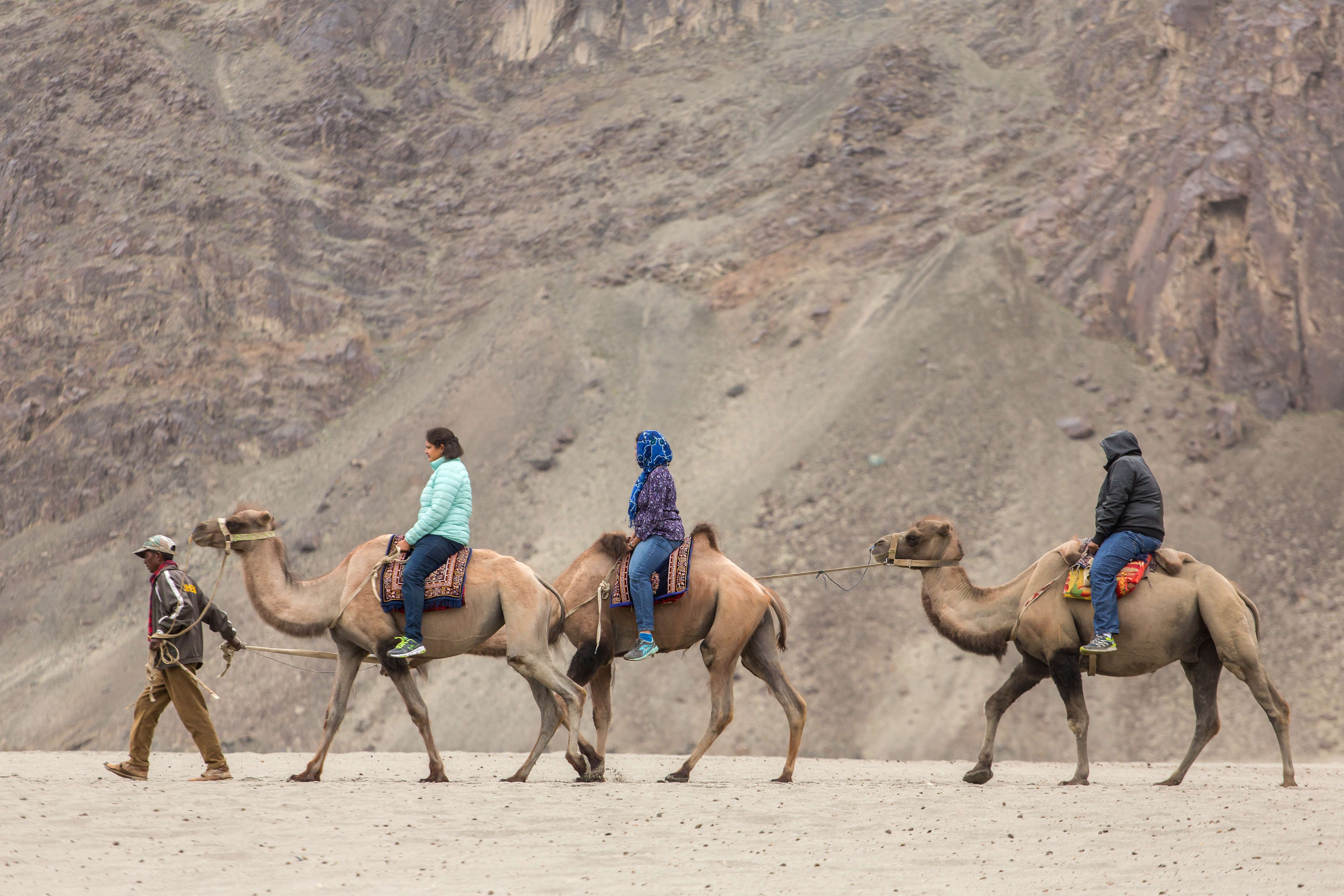 Bactrian Camel Safari