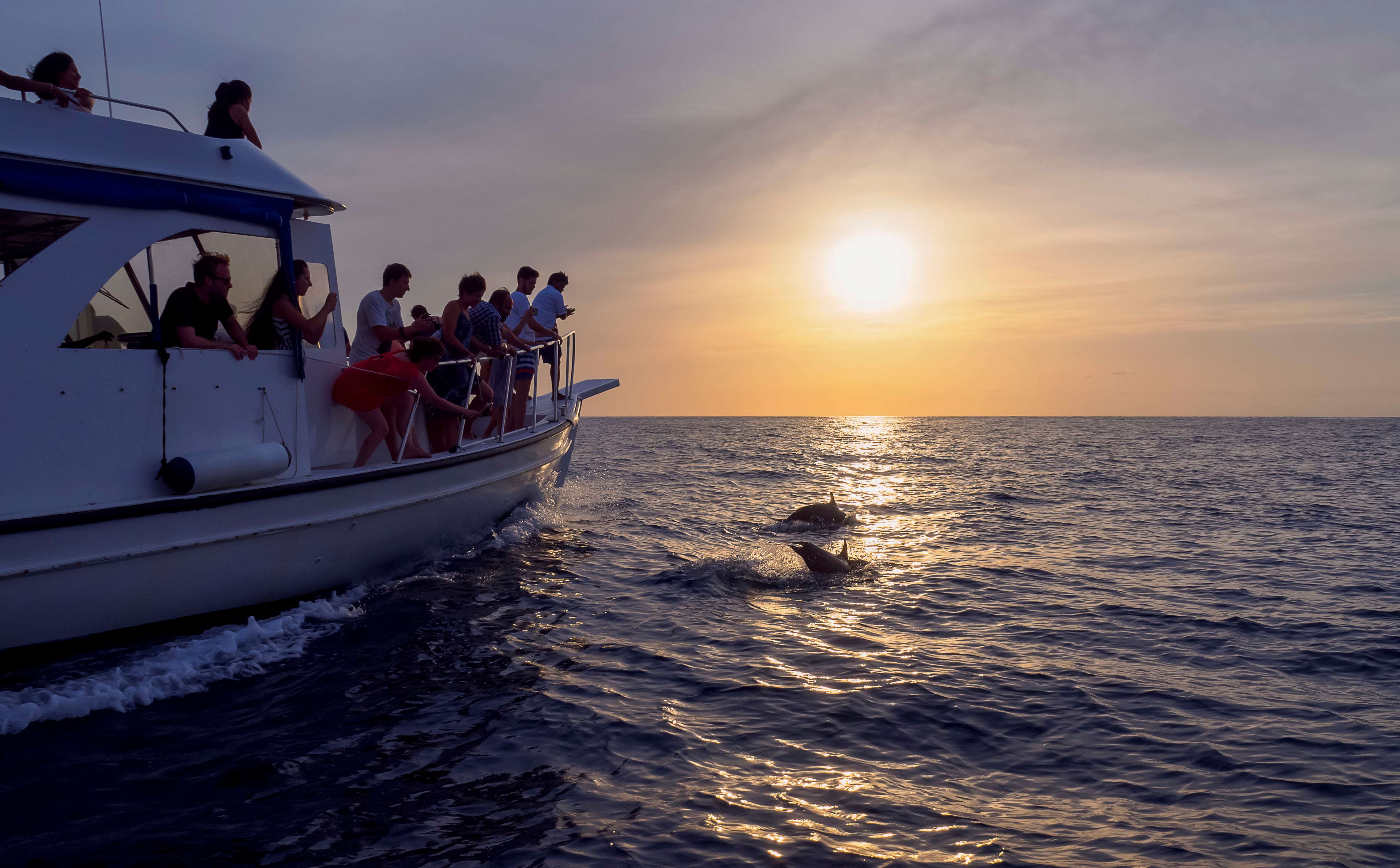  Dolphin Watching Tour in Maldives