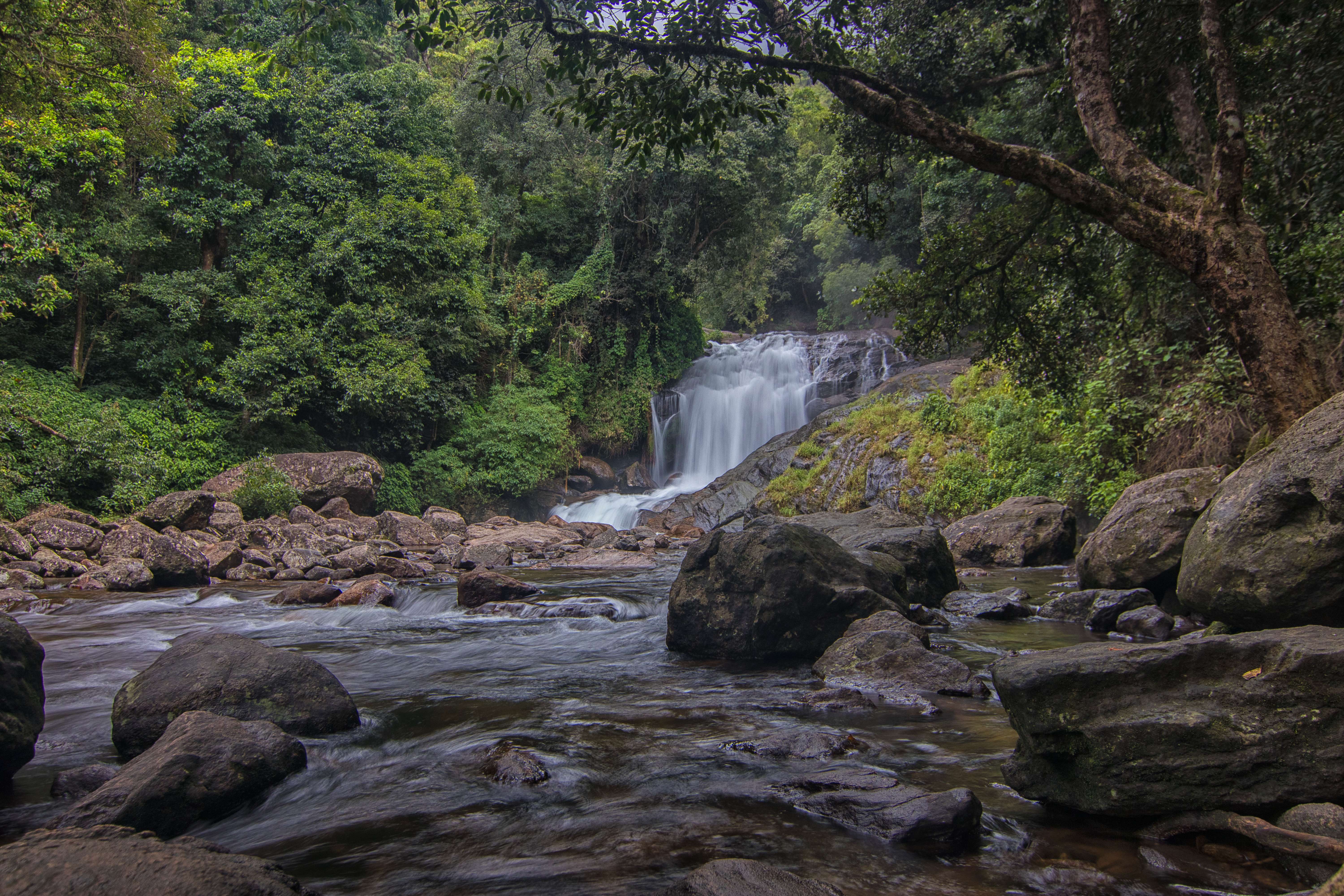 Anamudi Shola National Park