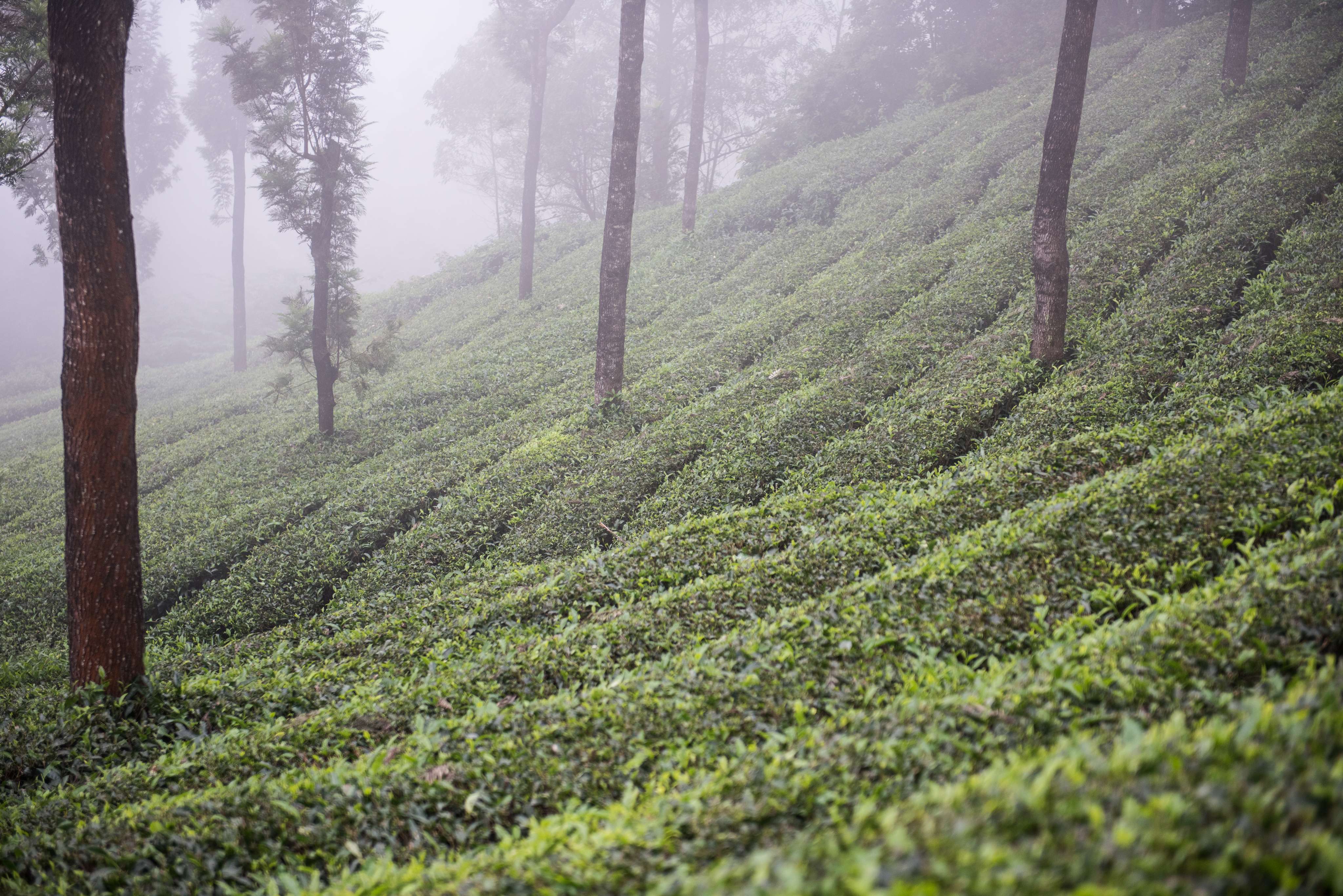 Mathikettan Shola National Park