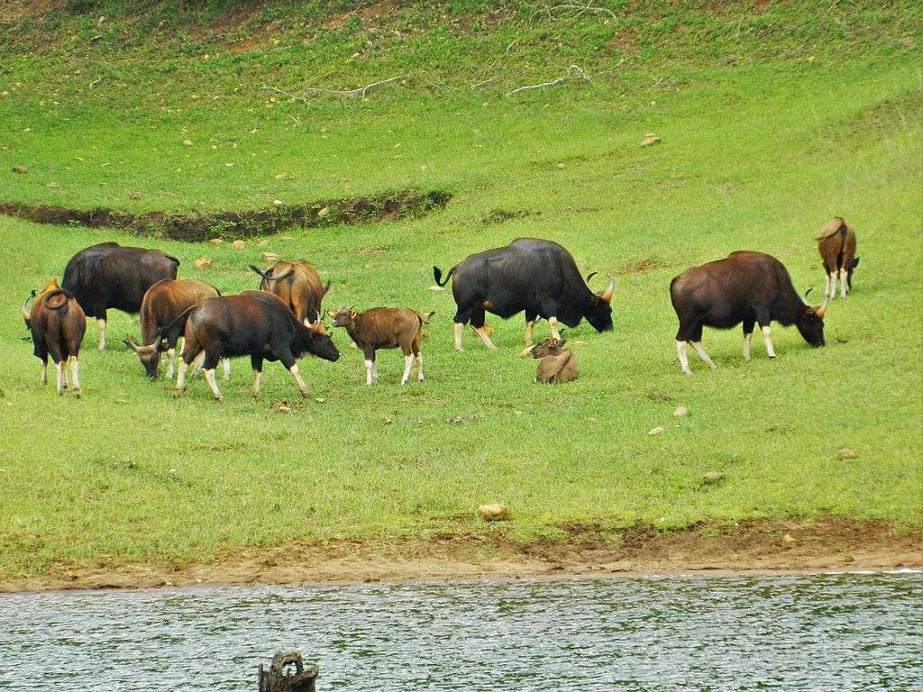 Periyar National Park