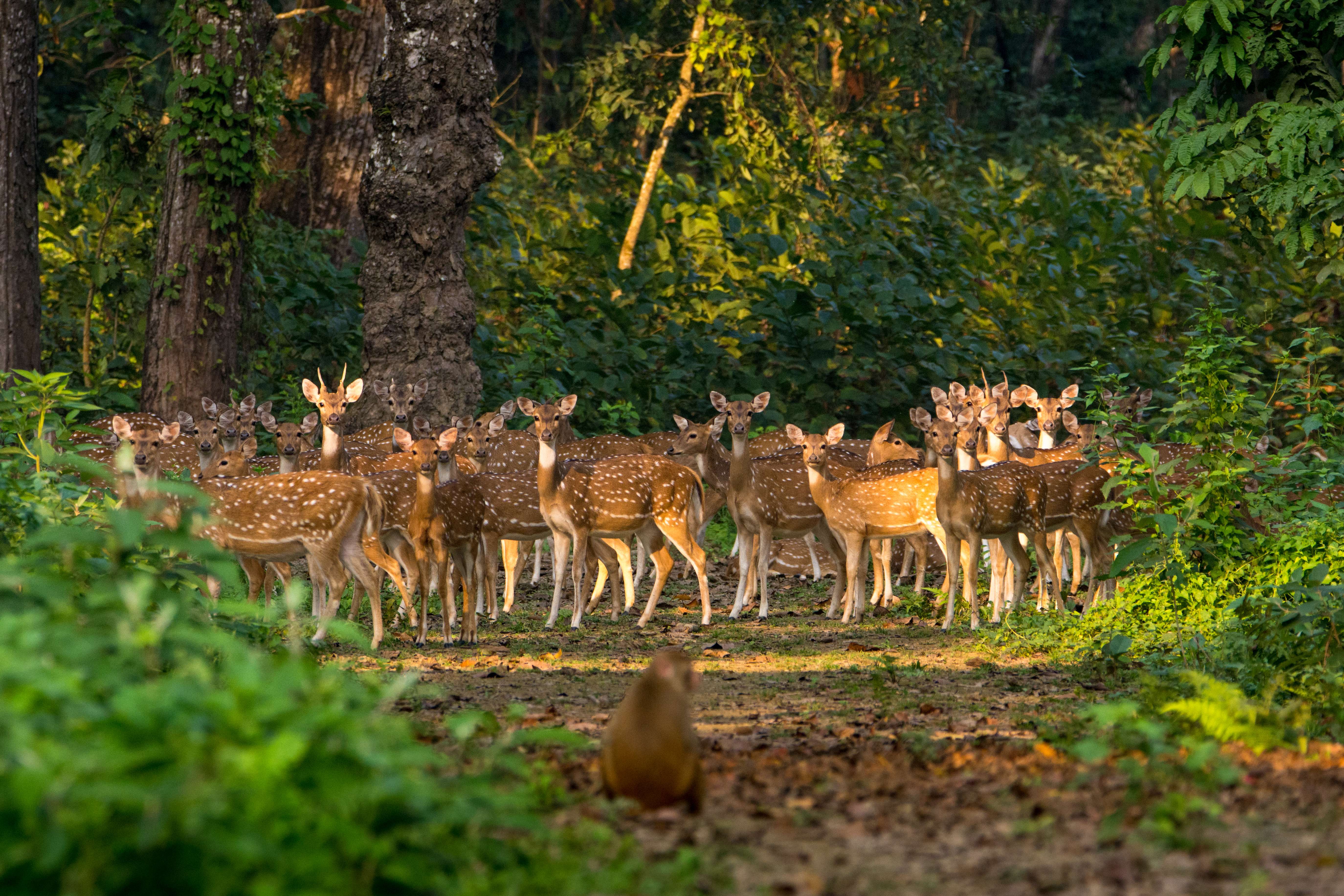Visit Deer Park in Mizoram 